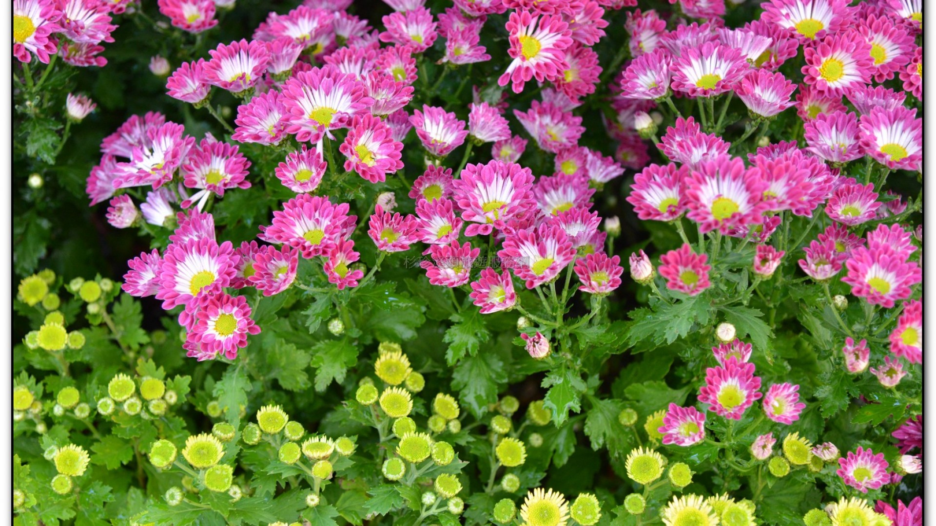 子定亭苗圃-溪頭旅遊景點