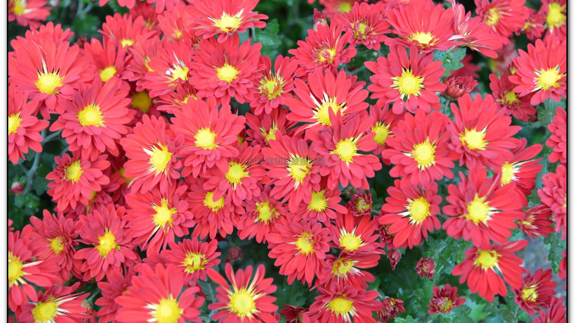 子定亭苗圃-溪頭旅遊景點