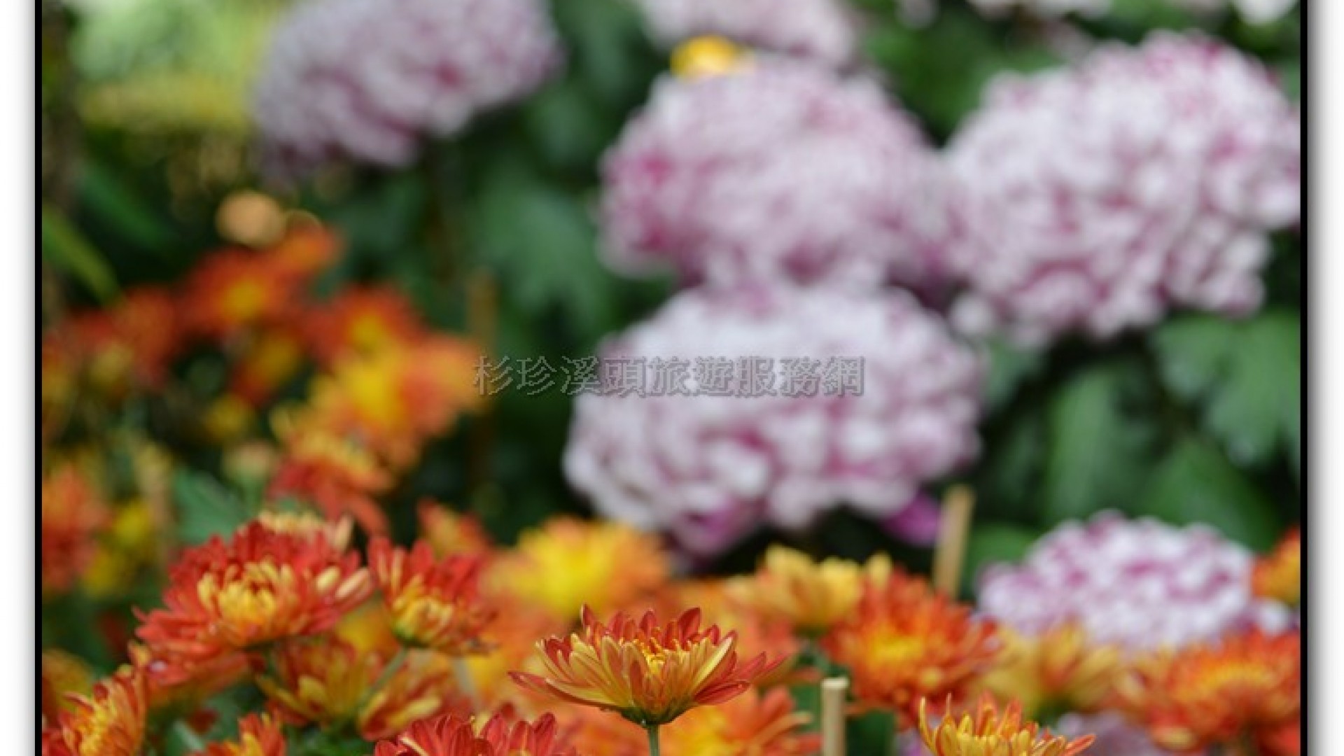 子定亭苗圃-溪頭旅遊景點