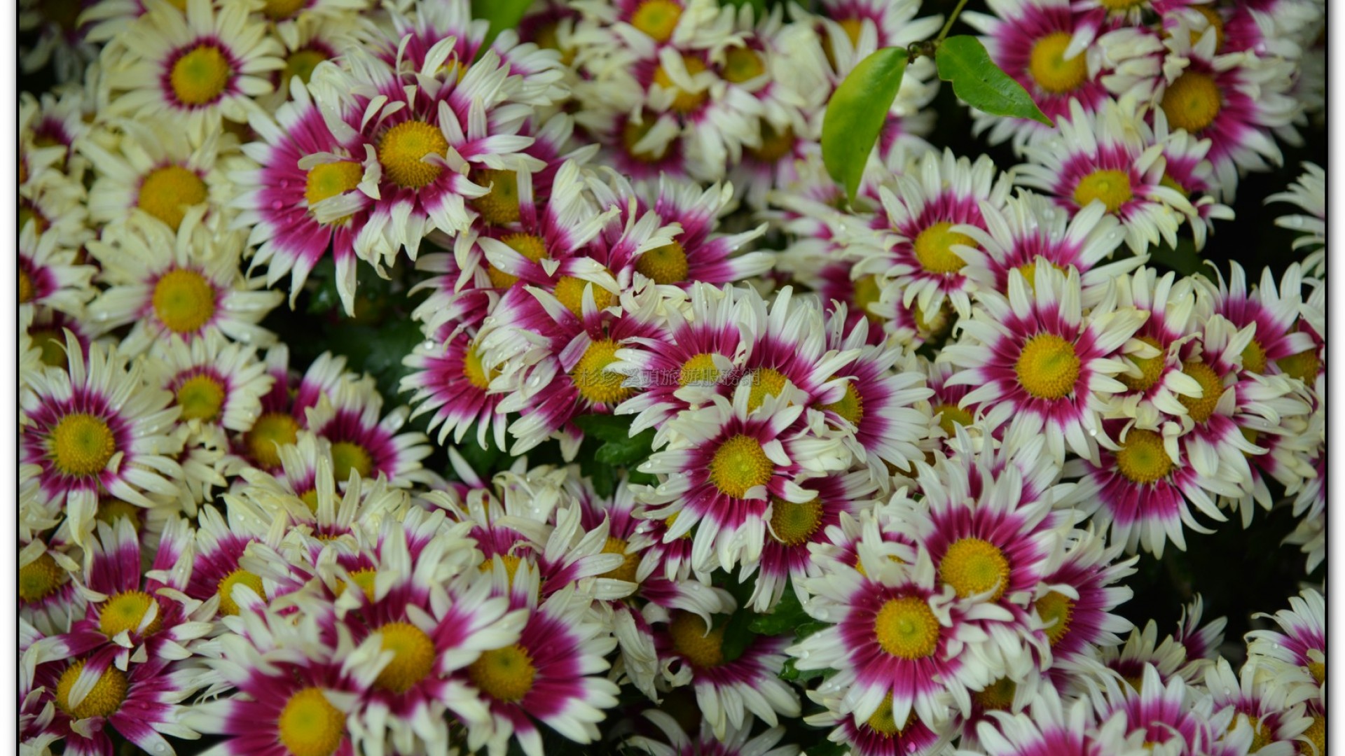 子定亭苗圃-溪頭旅遊景點