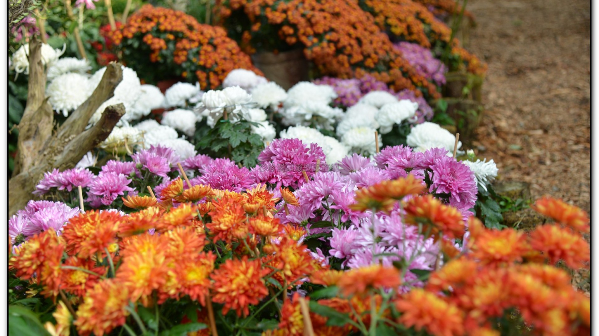 子定亭苗圃-溪頭旅遊景點
