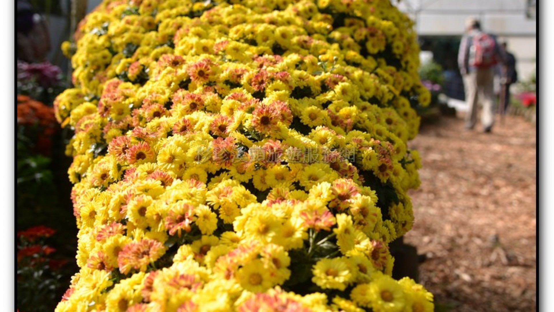 子定亭苗圃-溪頭旅遊景點