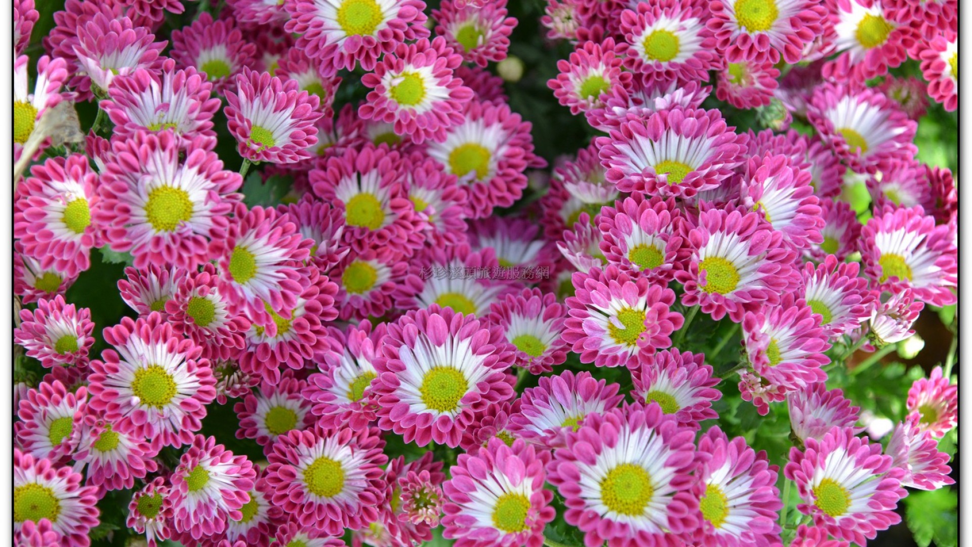 子定亭苗圃-溪頭旅遊景點