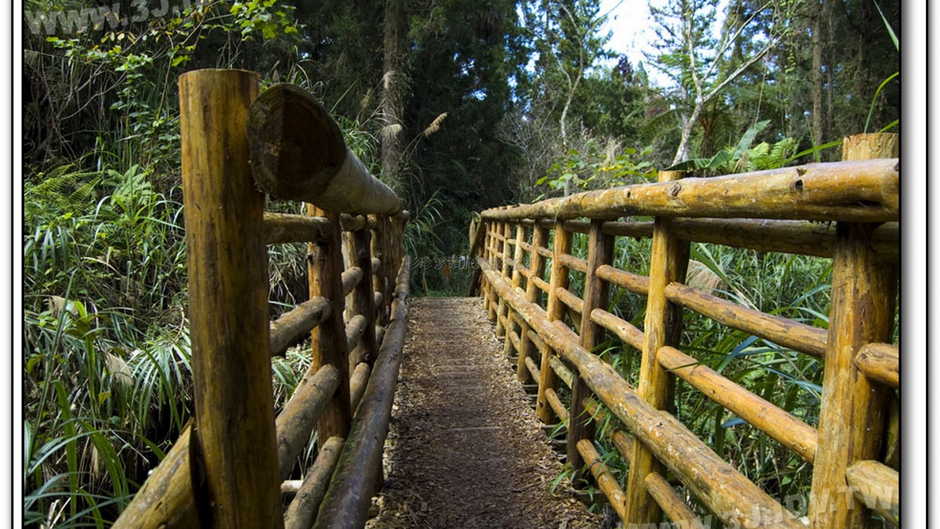 森林探索-溪頭旅遊景點