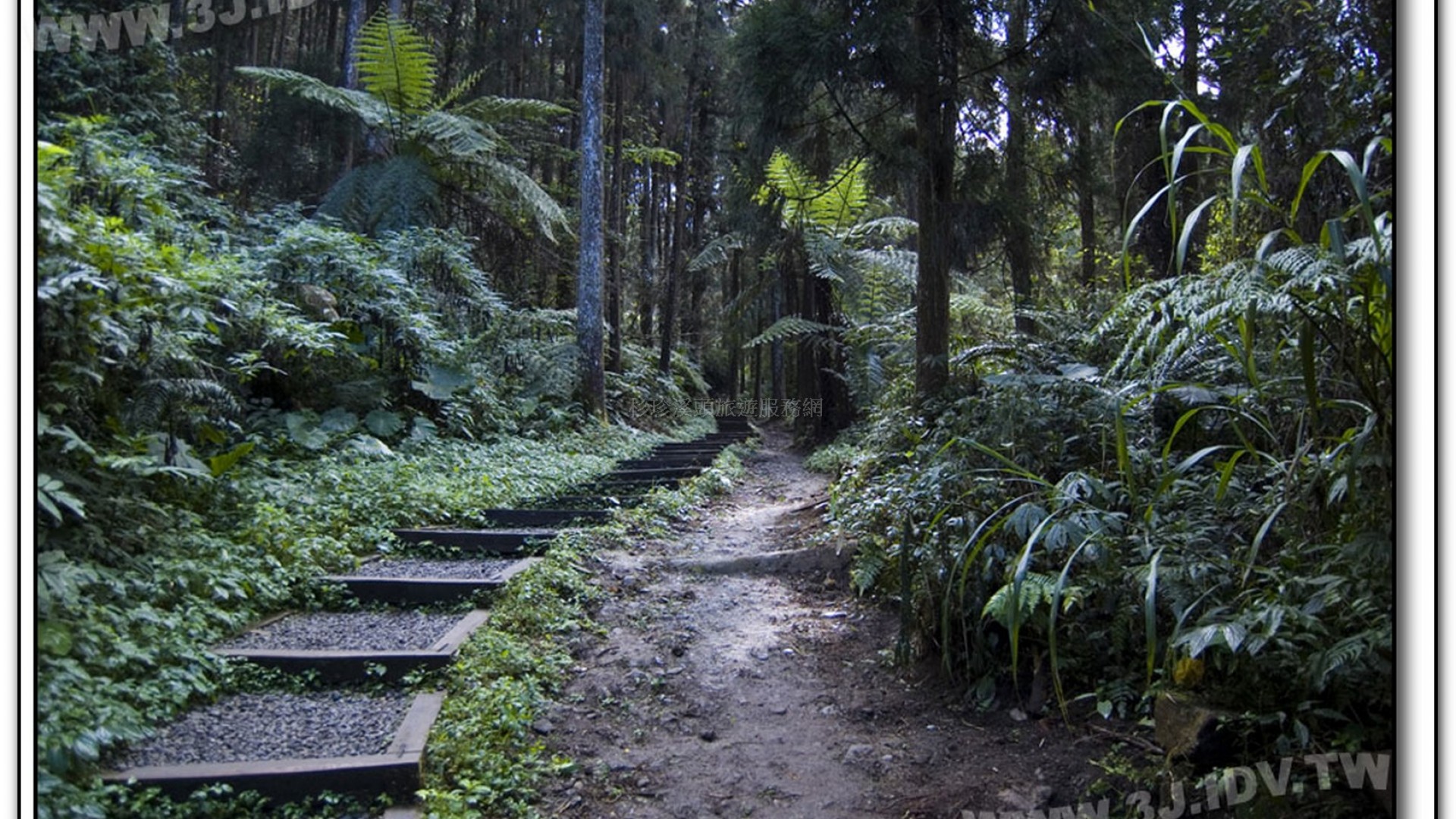 森林探索-溪頭旅遊景點