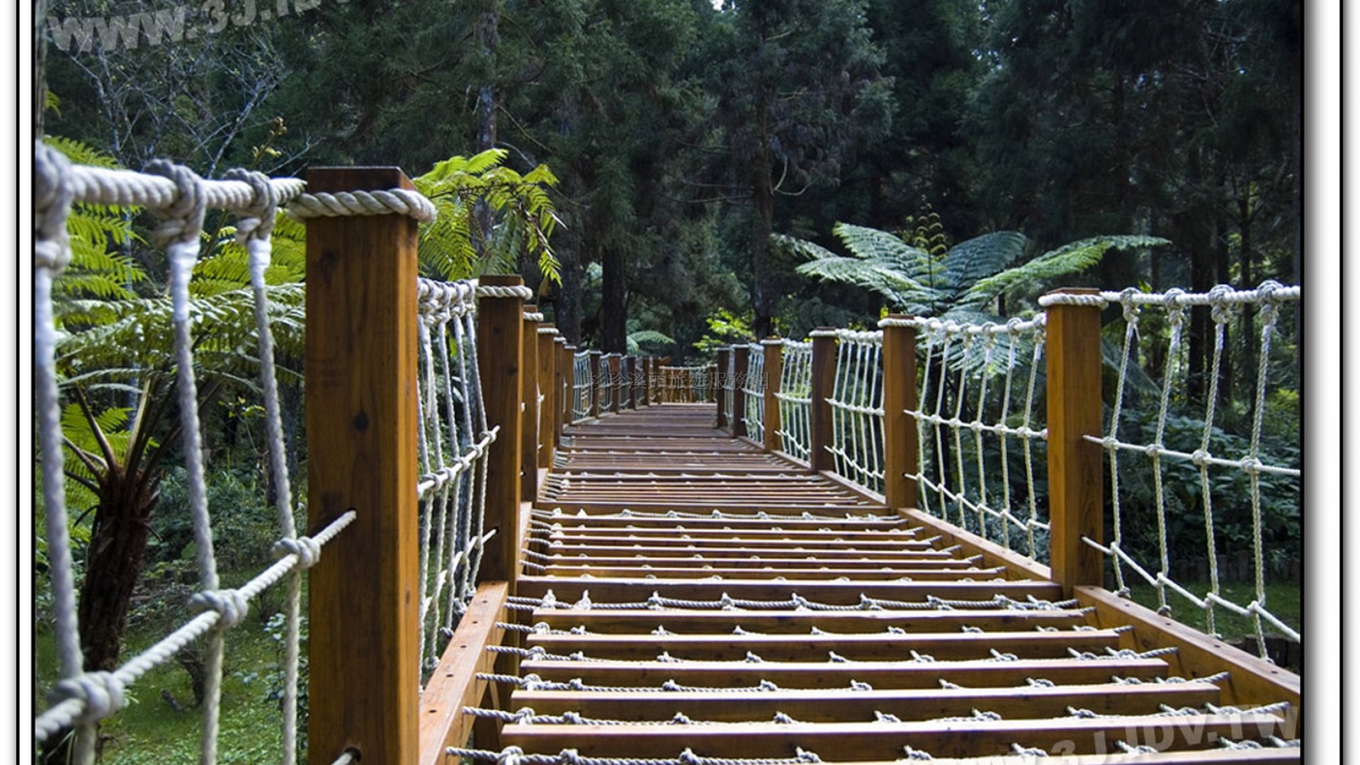 森林探索-溪頭旅遊景點