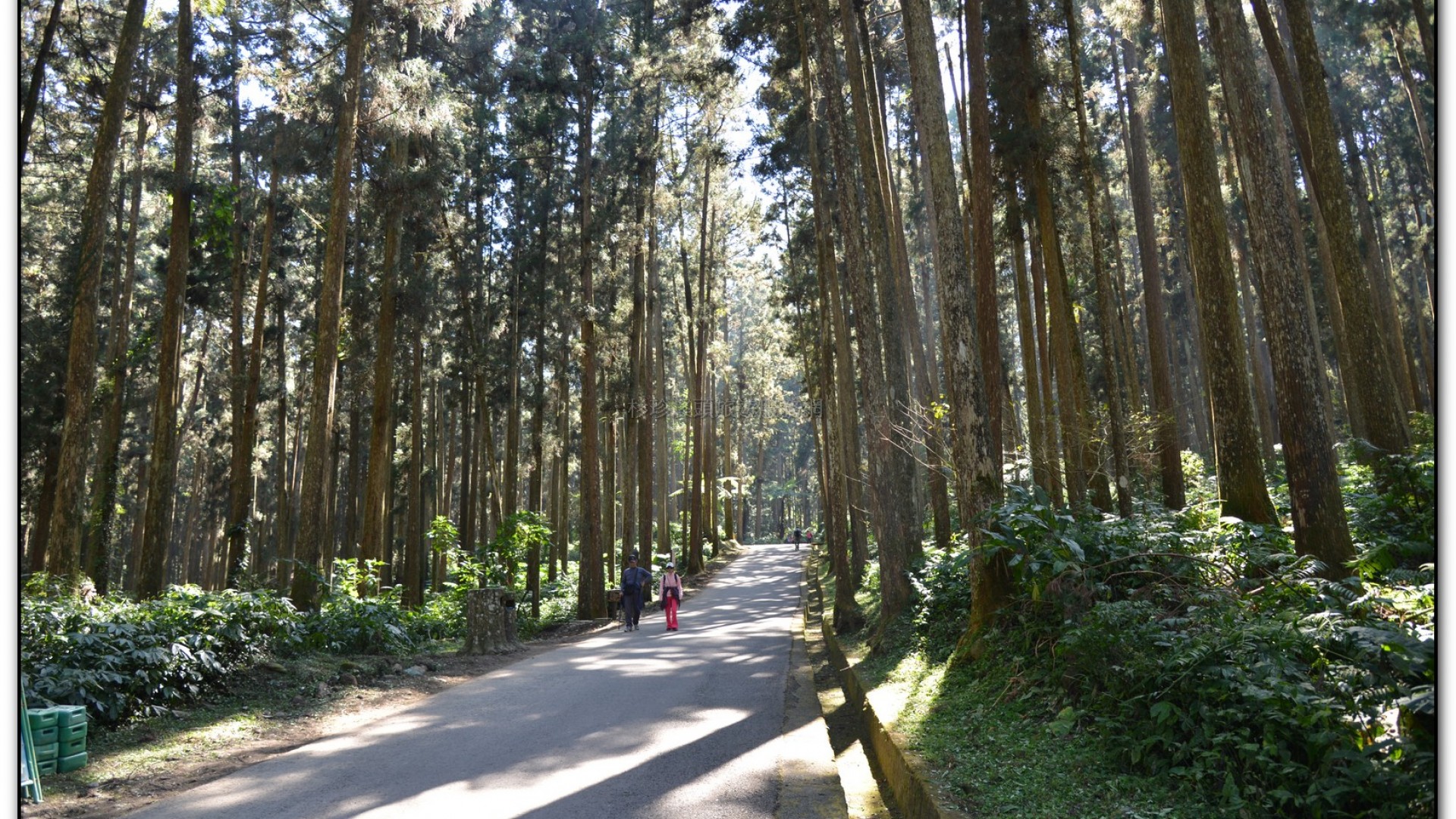 空中走廊-溪頭旅遊景點