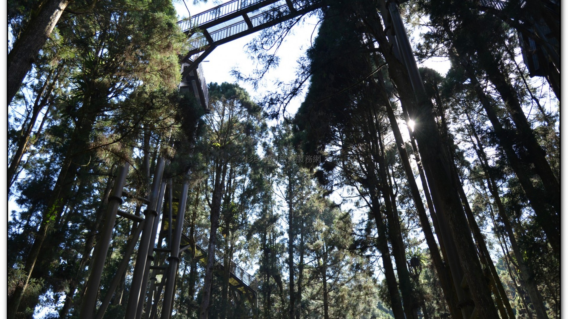 空中走廊-溪頭旅遊景點