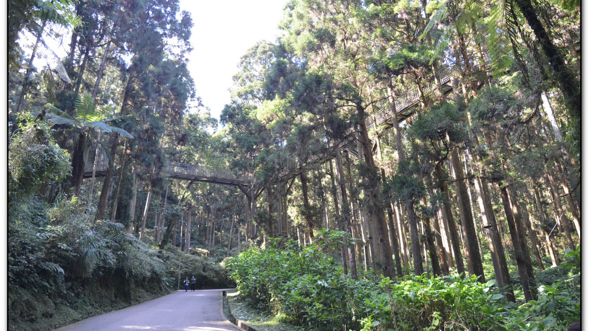 空中走廊-溪頭旅遊景點