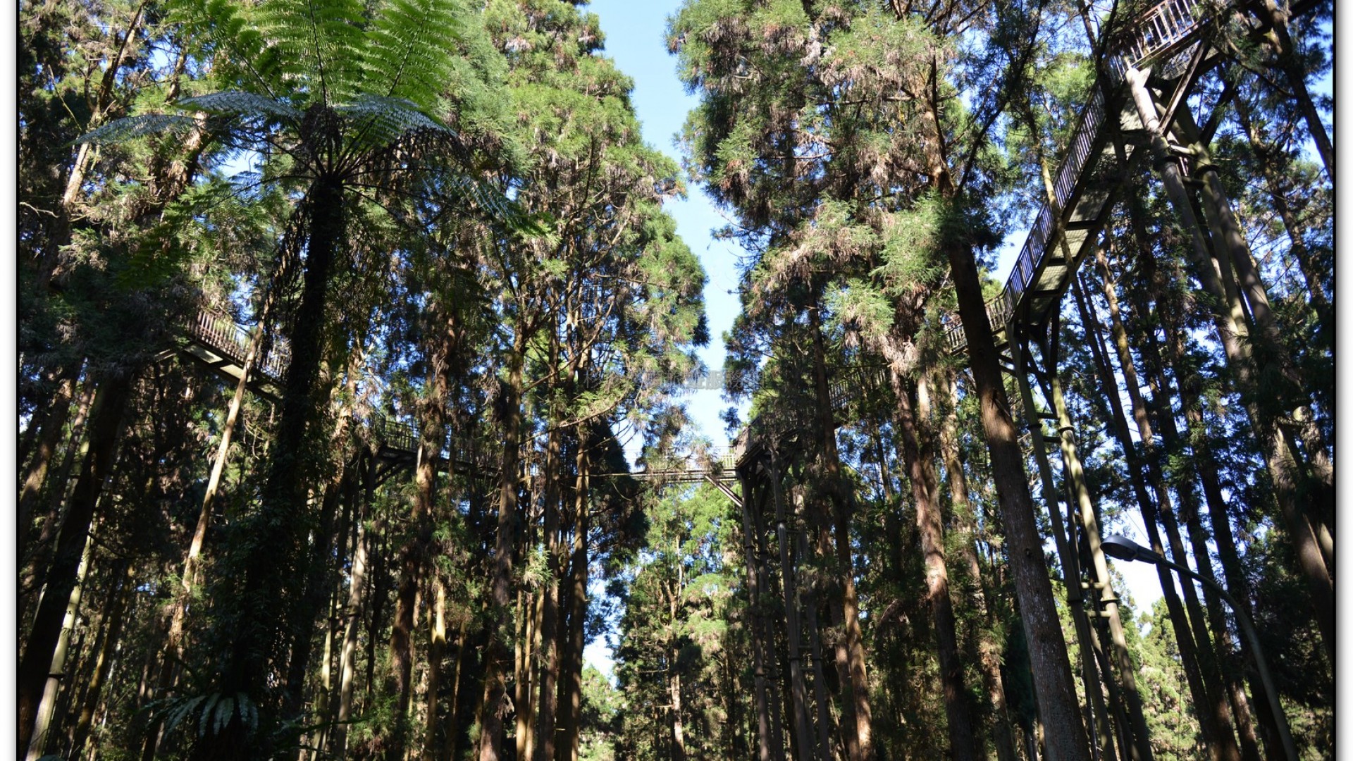 空中走廊-溪頭旅遊景點