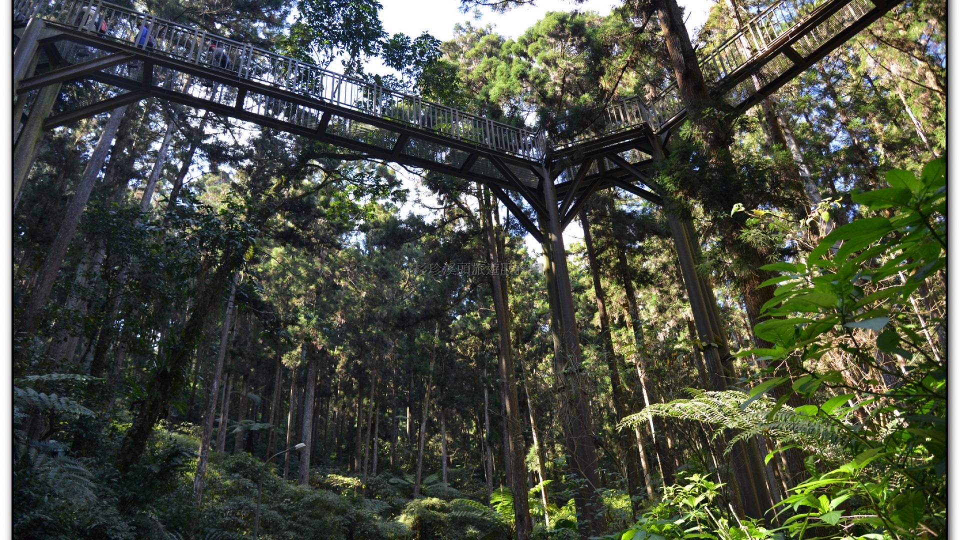 空中走廊-溪頭旅遊景點
