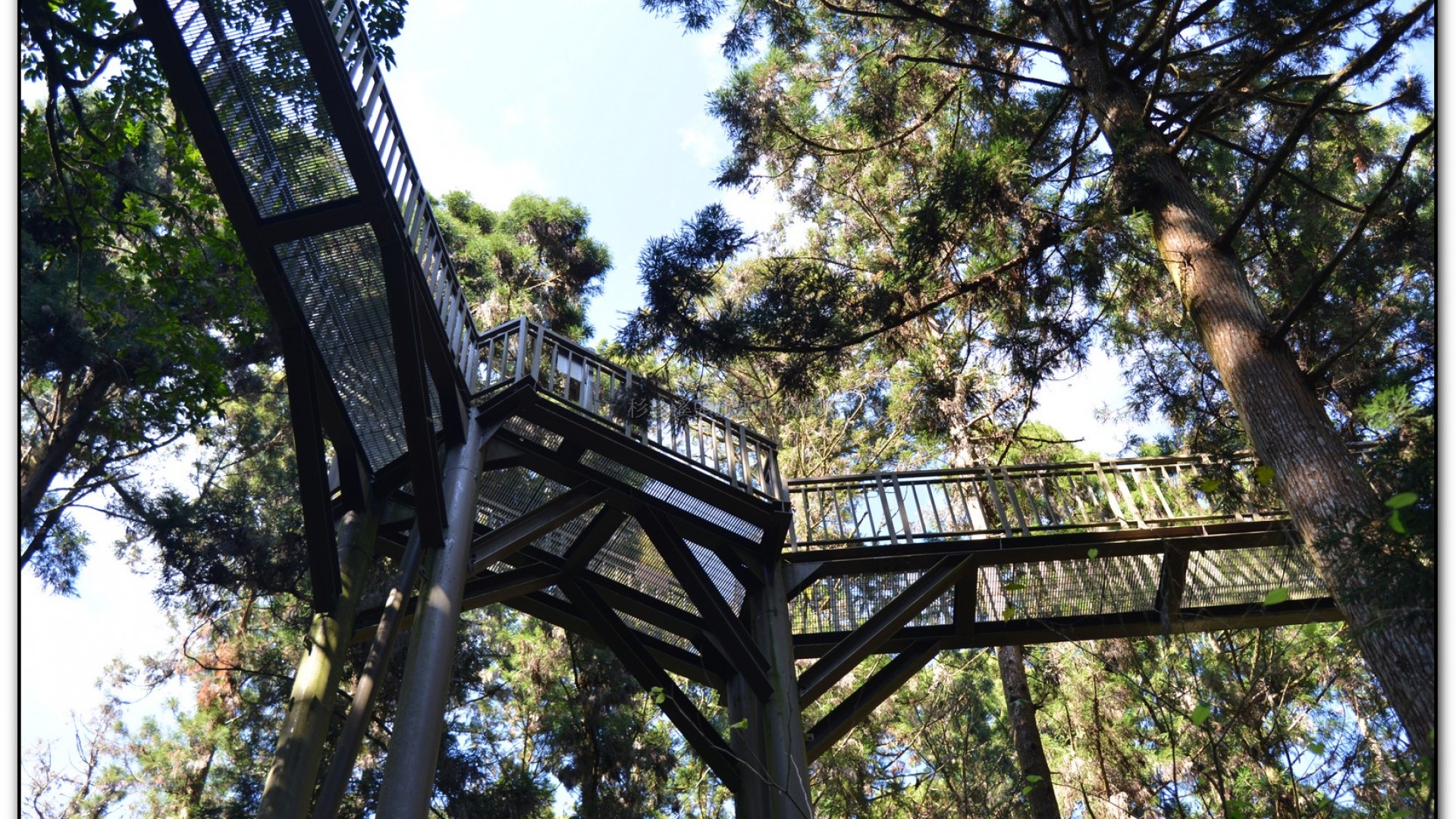 空中走廊-溪頭旅遊景點