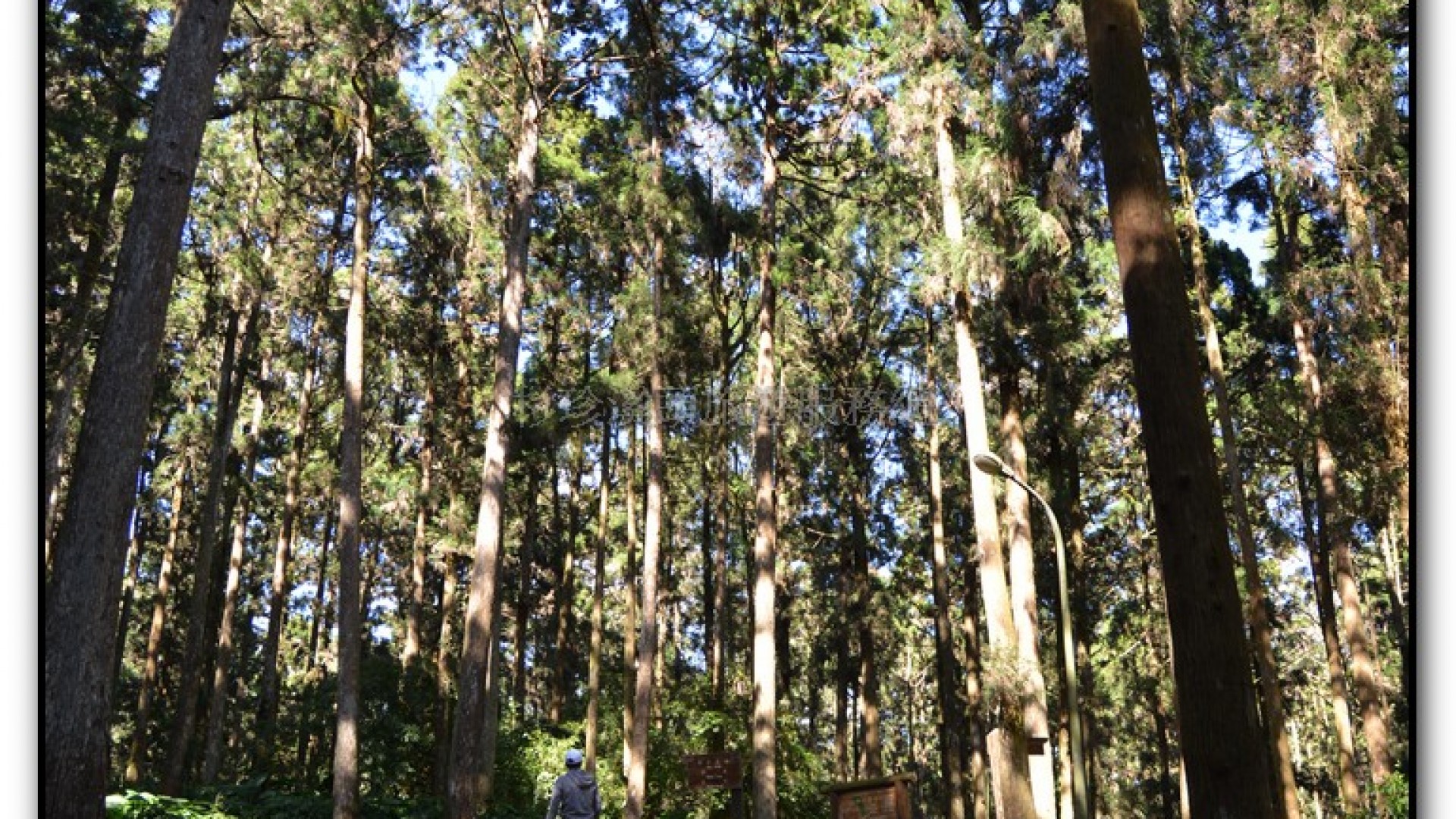 空中走廊-溪頭旅遊景點