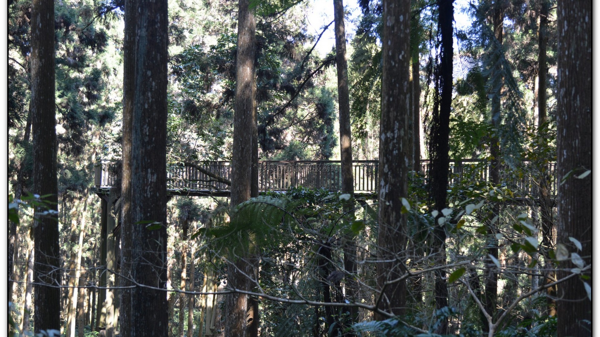 空中走廊-溪頭旅遊景點