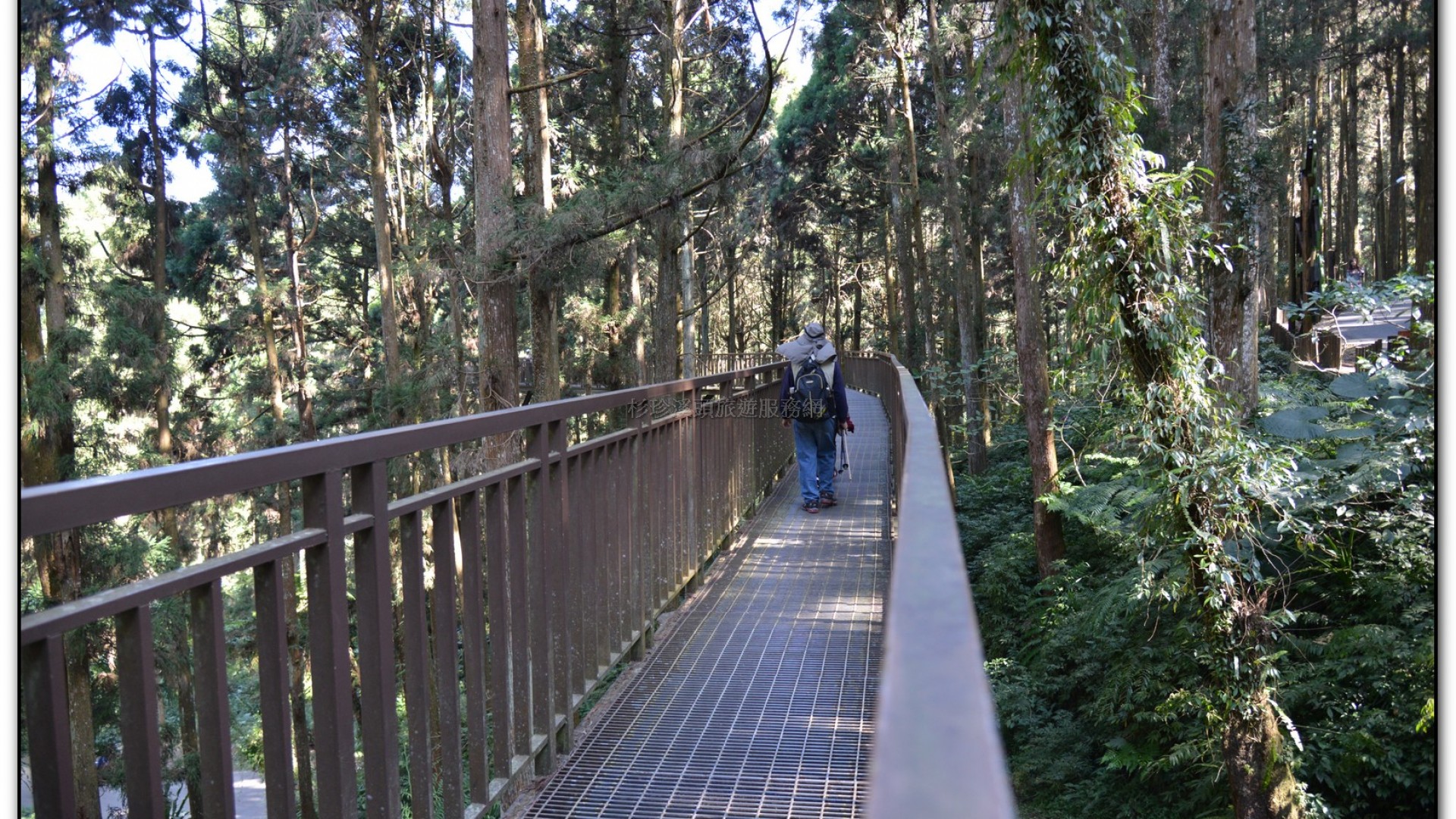 空中走廊-溪頭旅遊景點