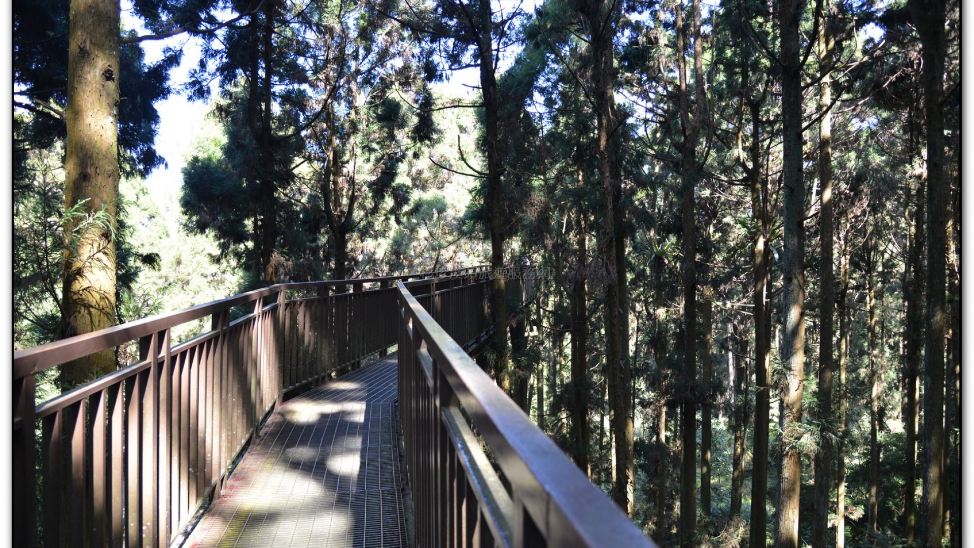 空中走廊-溪頭旅遊景點