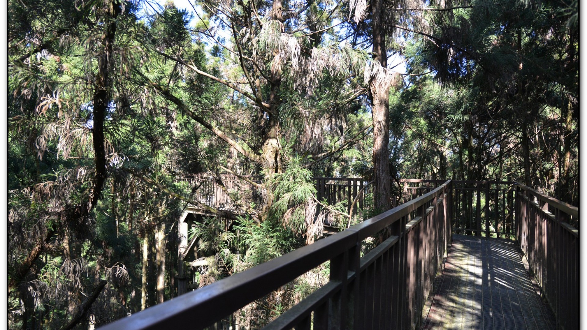 空中走廊-溪頭旅遊景點