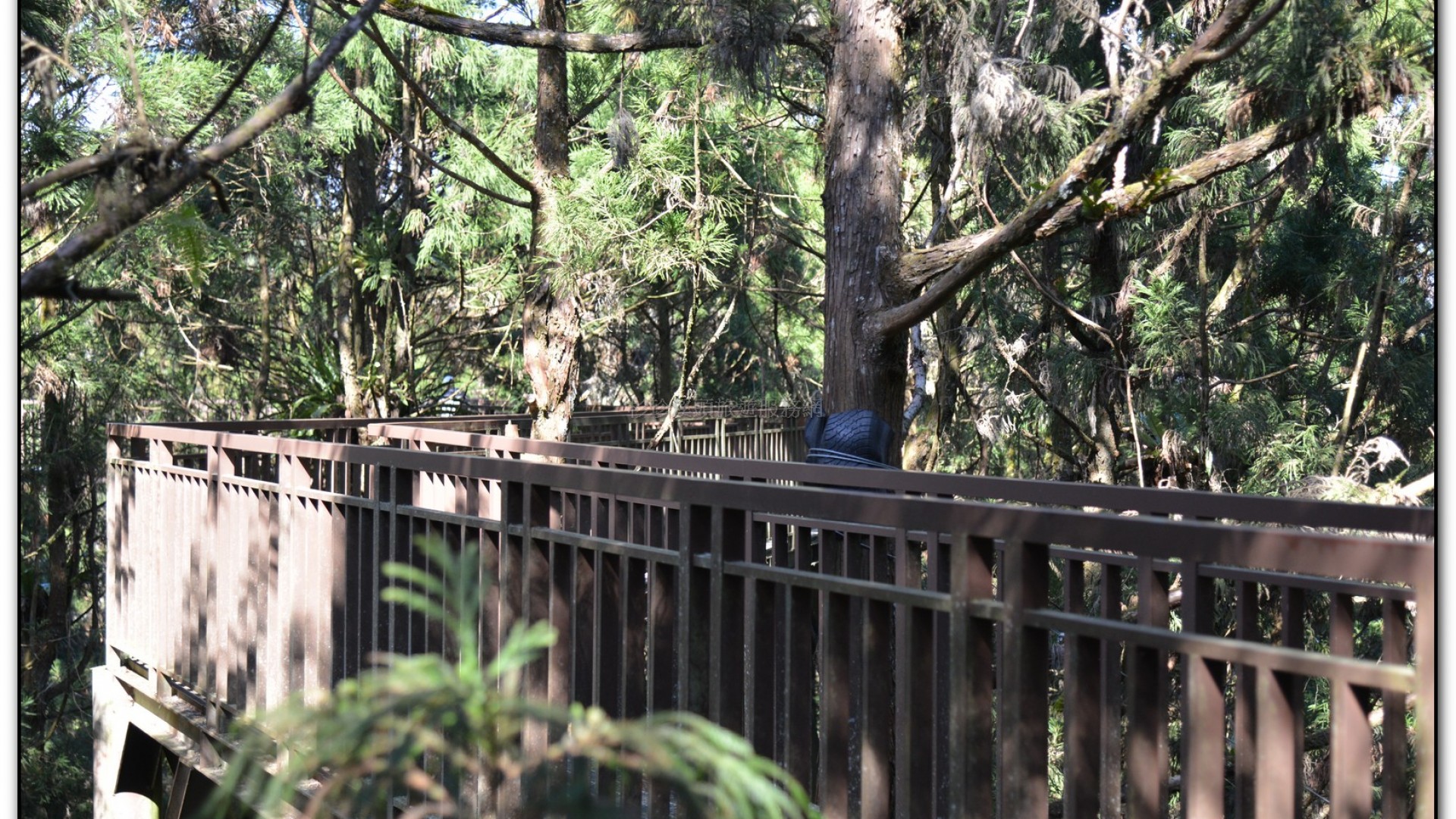 空中走廊-溪頭旅遊景點