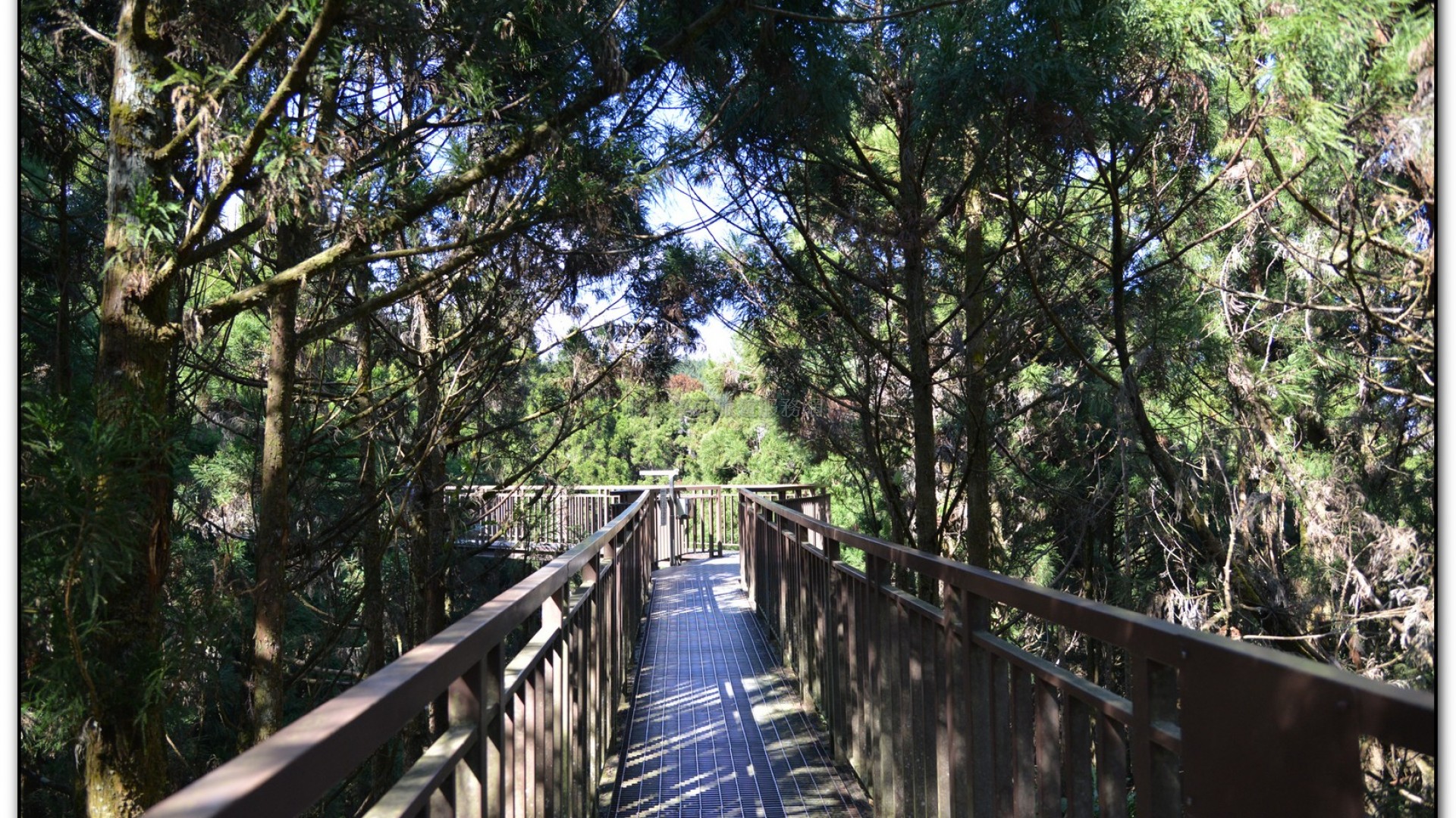 空中走廊-溪頭旅遊景點