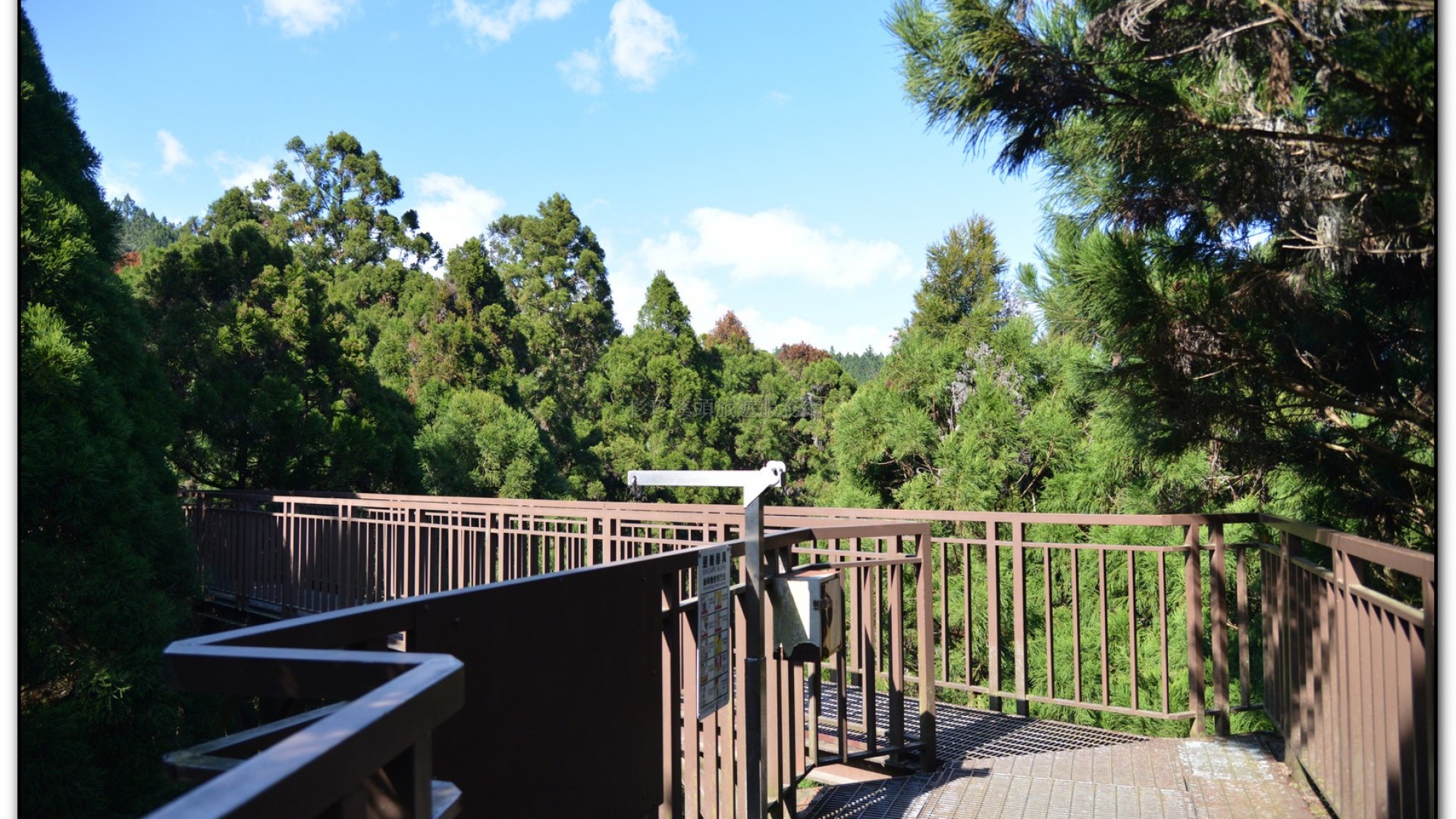 空中走廊-溪頭旅遊景點