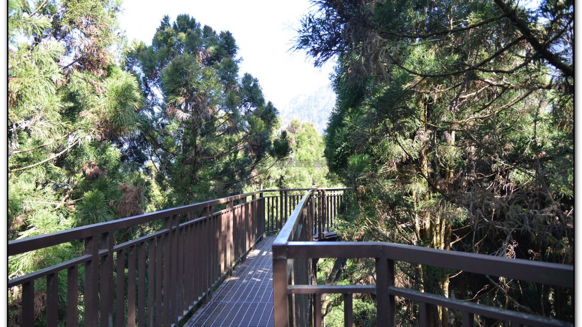 空中走廊-溪頭旅遊景點