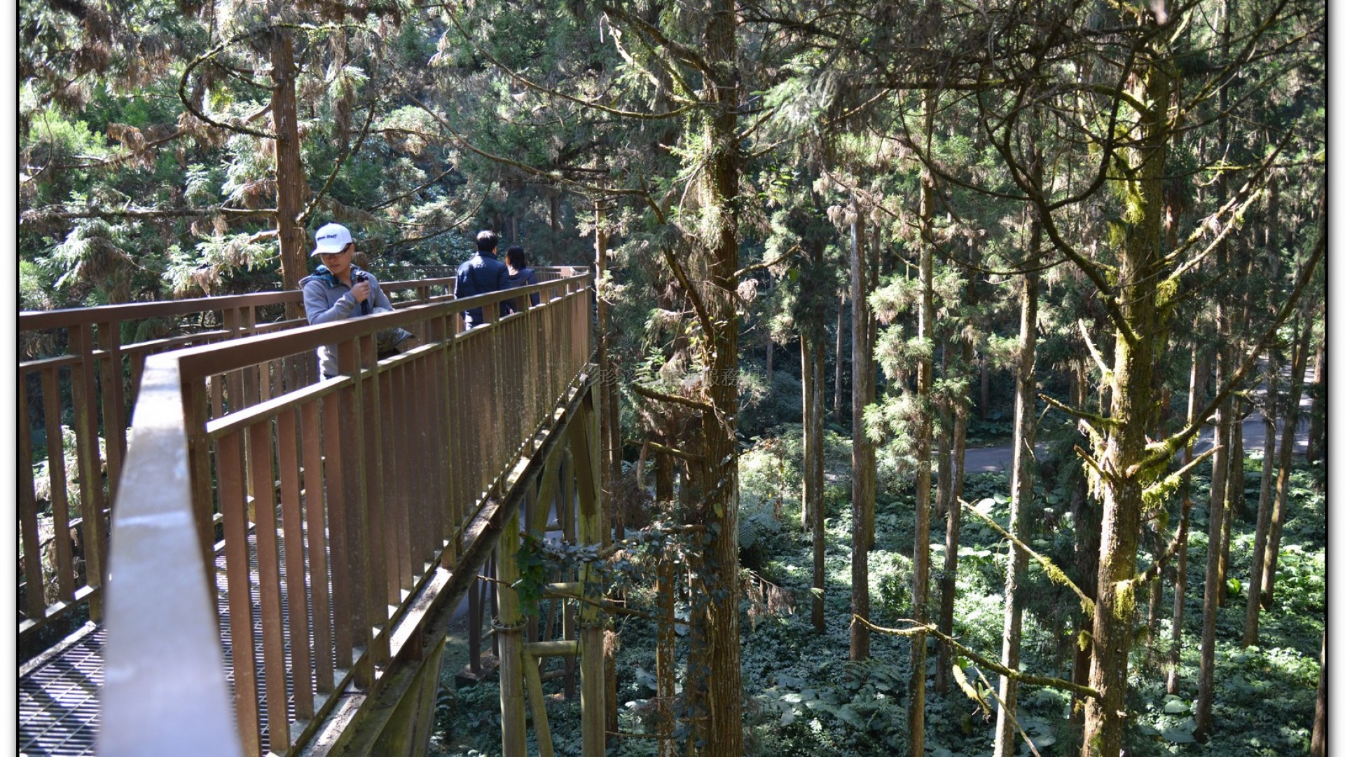 空中走廊-溪頭旅遊景點