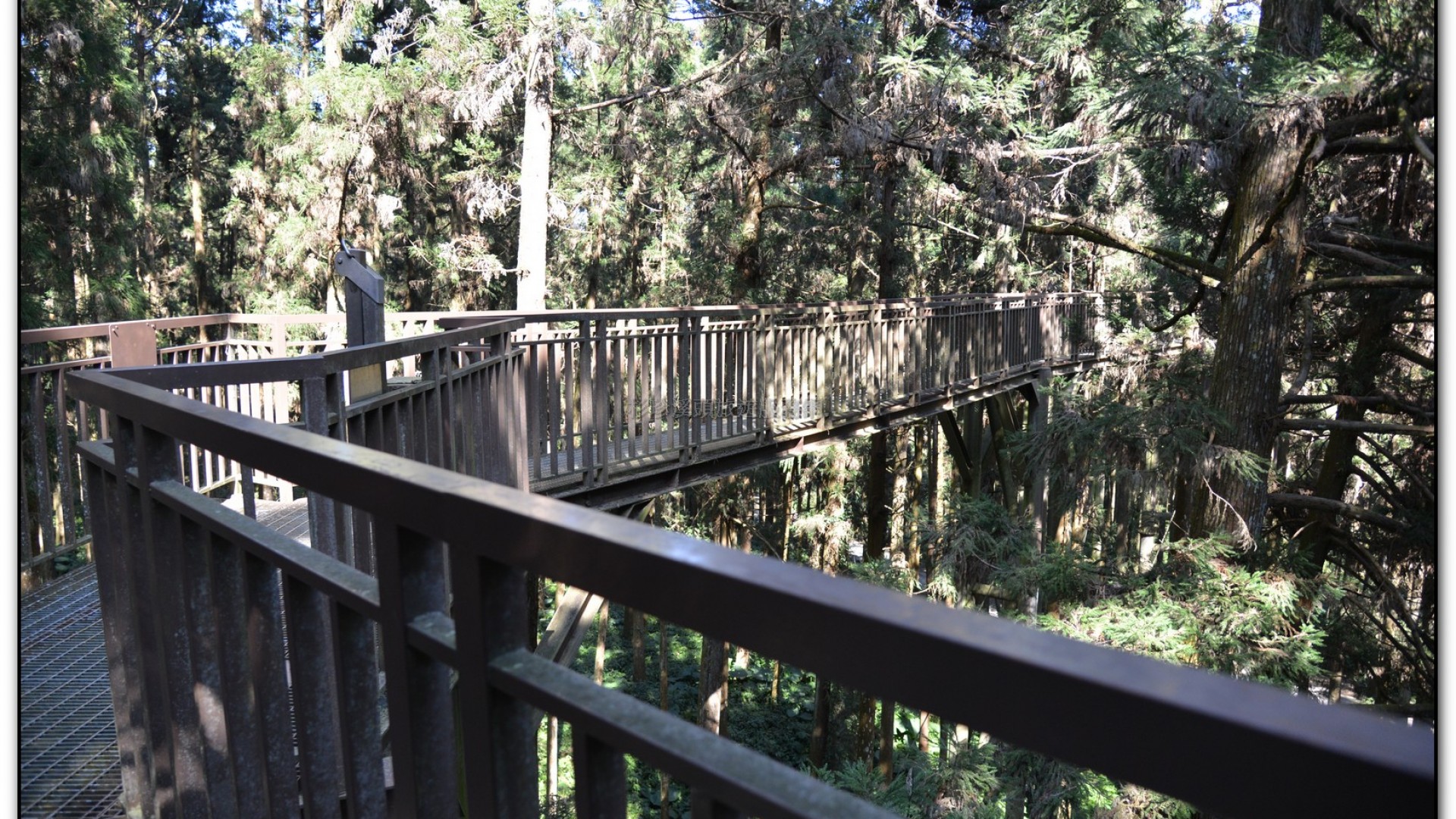 空中走廊-溪頭旅遊景點