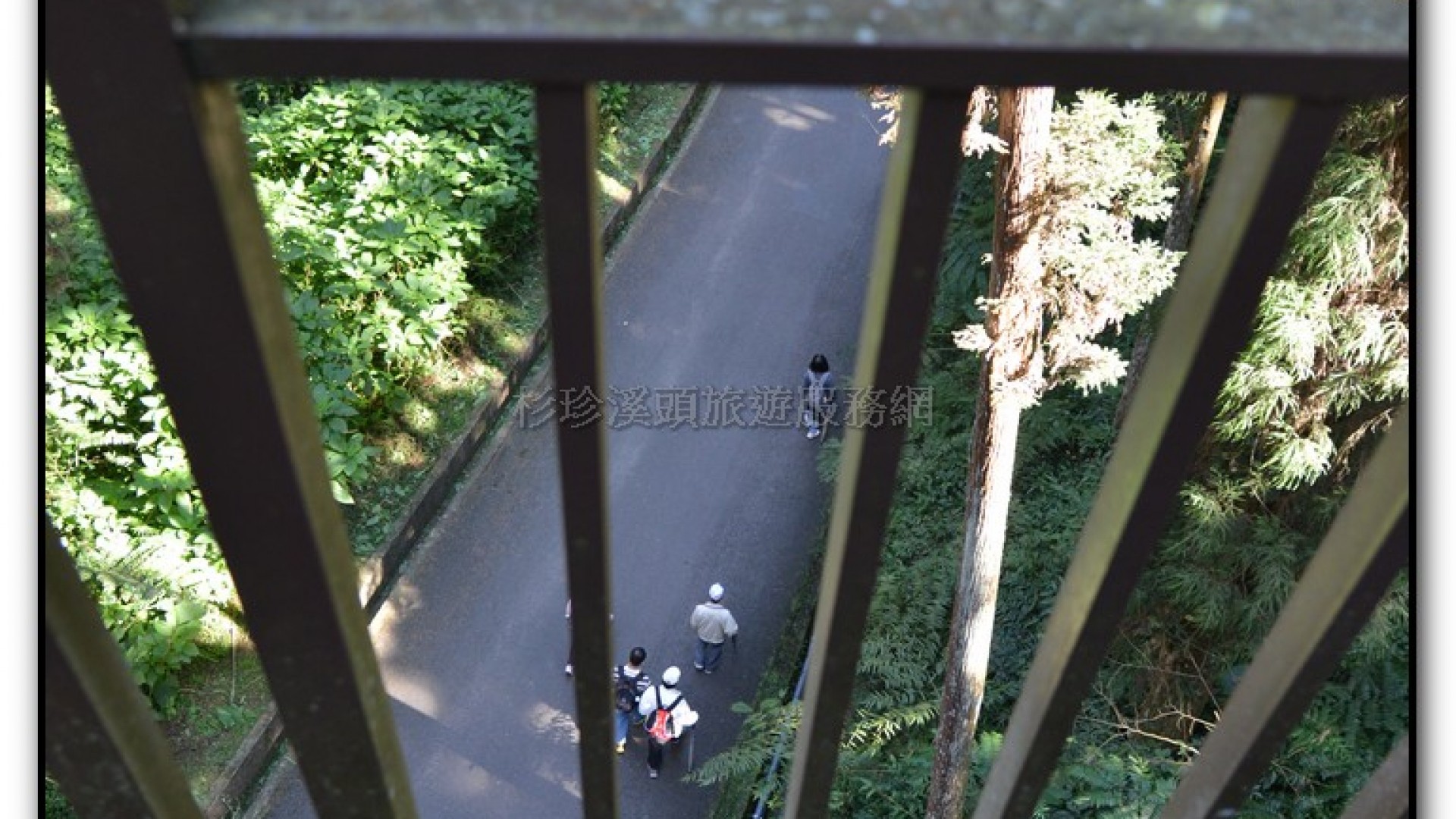 空中走廊-溪頭旅遊景點