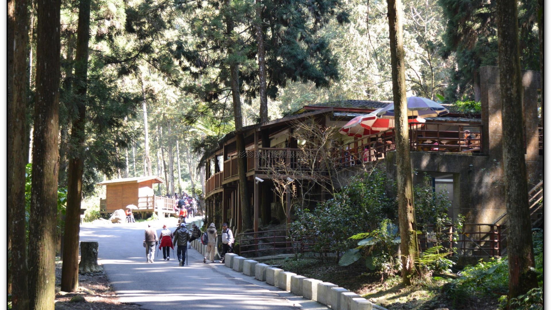 溪頭旅遊景點-神木