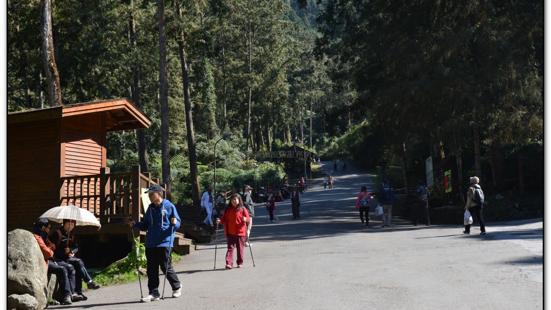 溪頭旅遊景點-神木