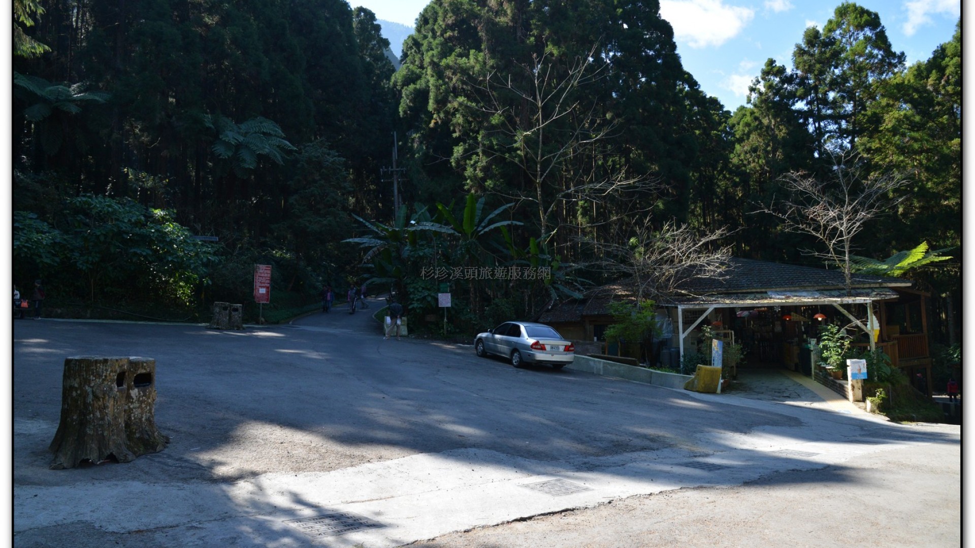 溪頭旅遊景點-神木