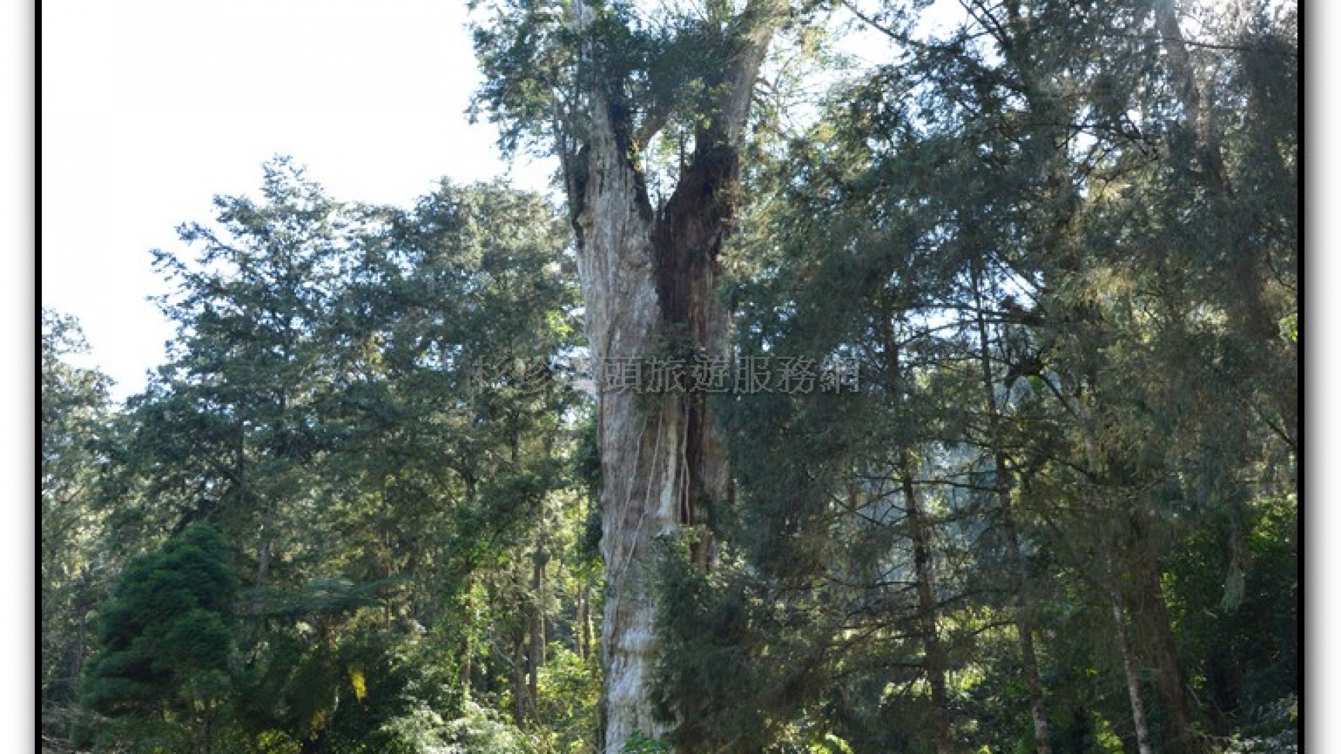 溪頭旅遊景點-神木