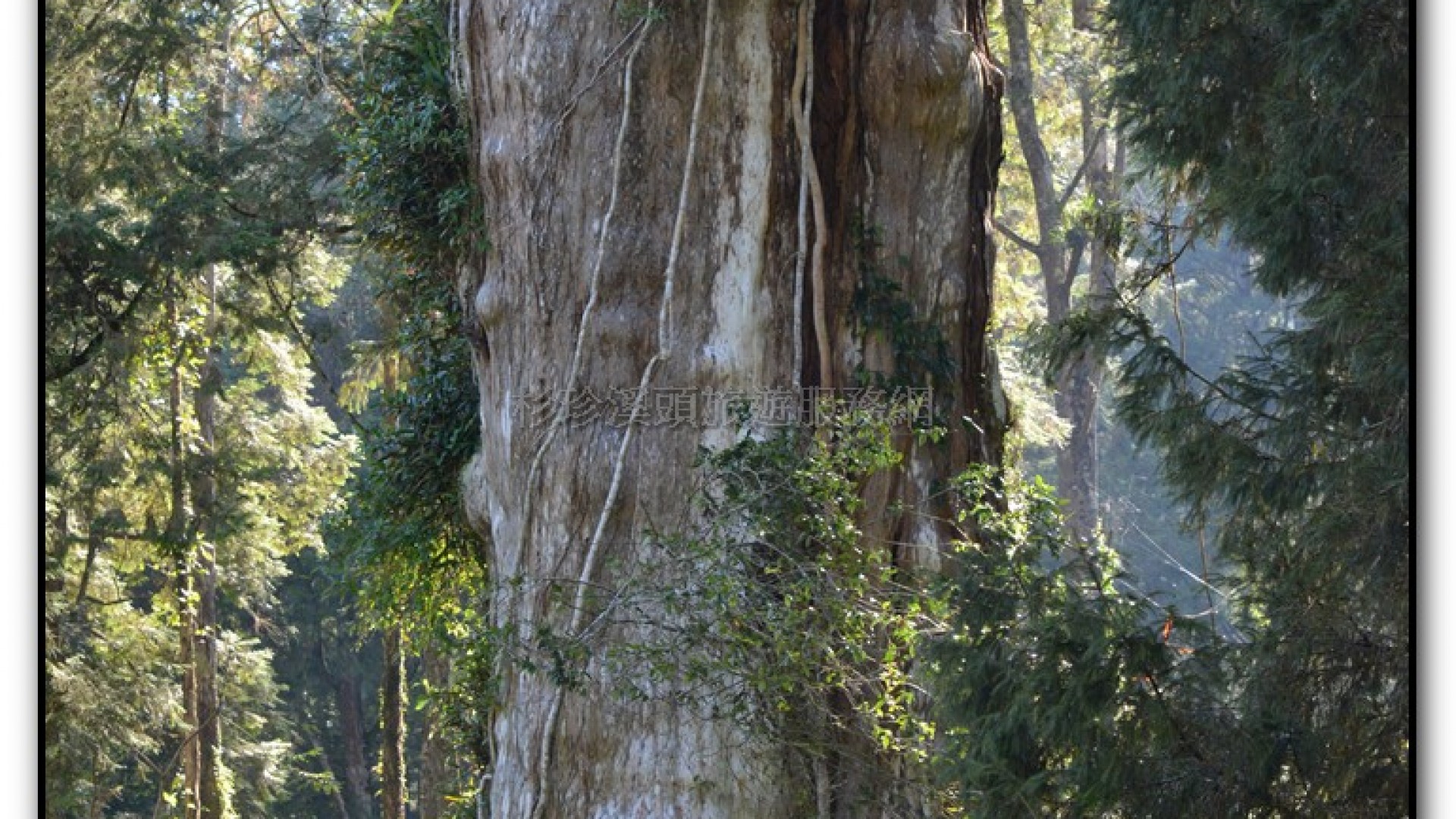 溪頭旅遊景點-神木