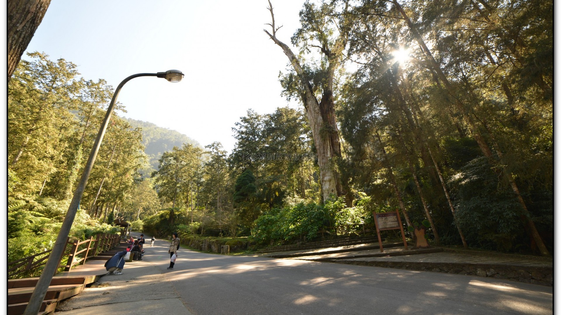 溪頭旅遊景點-神木