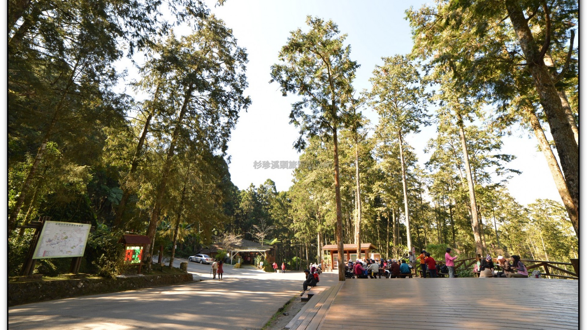 溪頭旅遊景點-神木