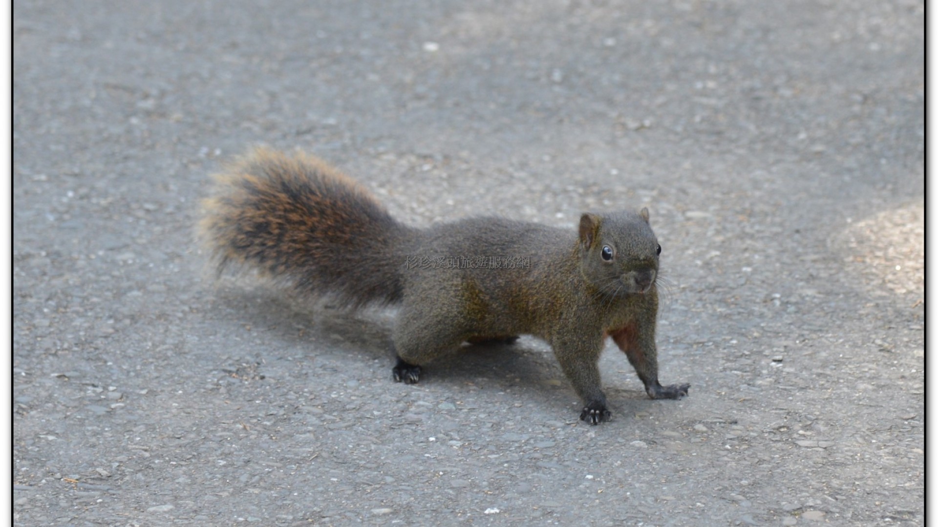 溪頭旅遊景點-神木