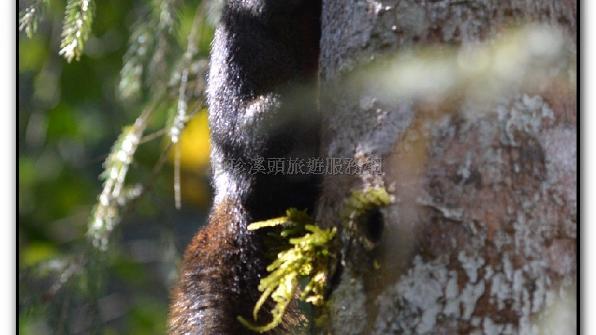 溪頭旅遊景點-神木