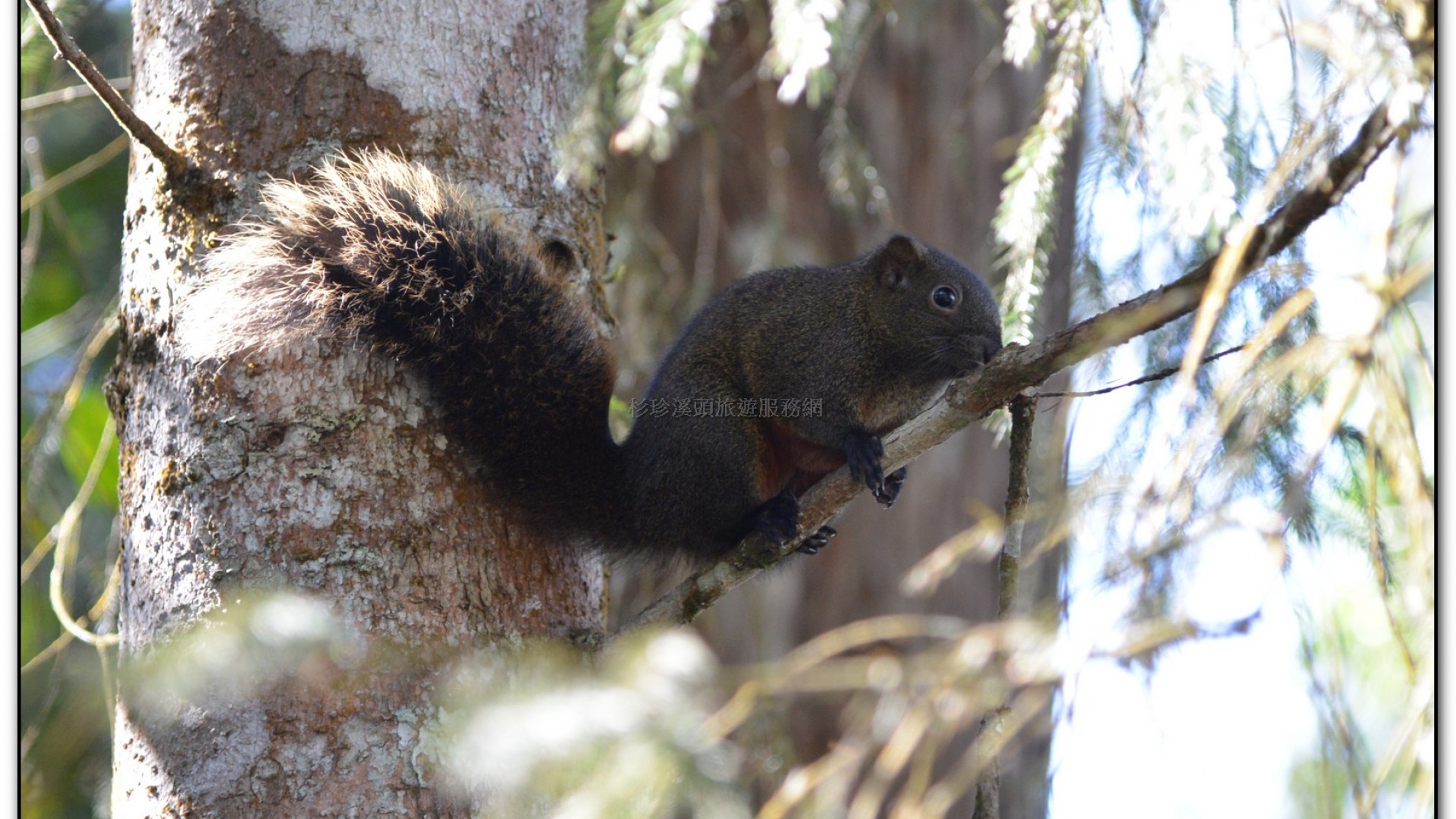溪頭旅遊景點-神木
