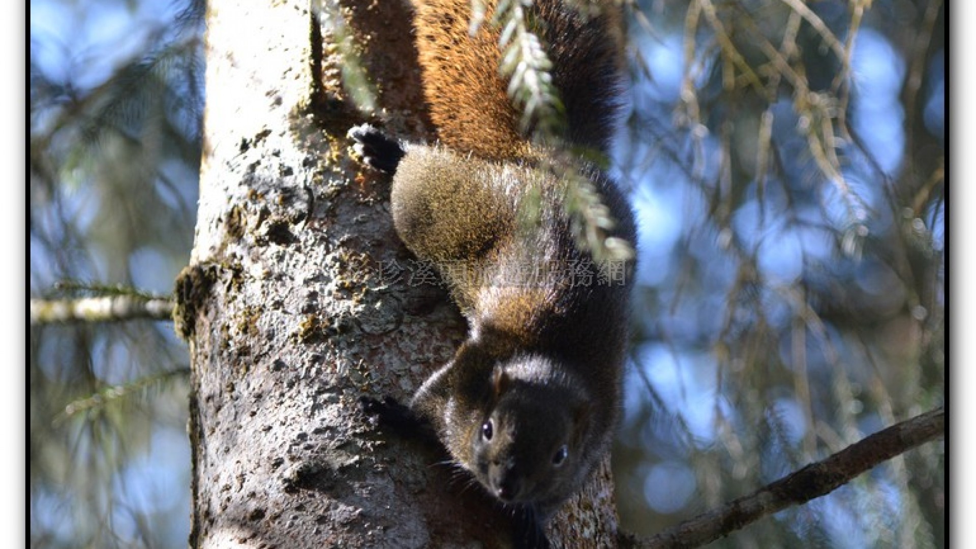 溪頭旅遊景點-神木