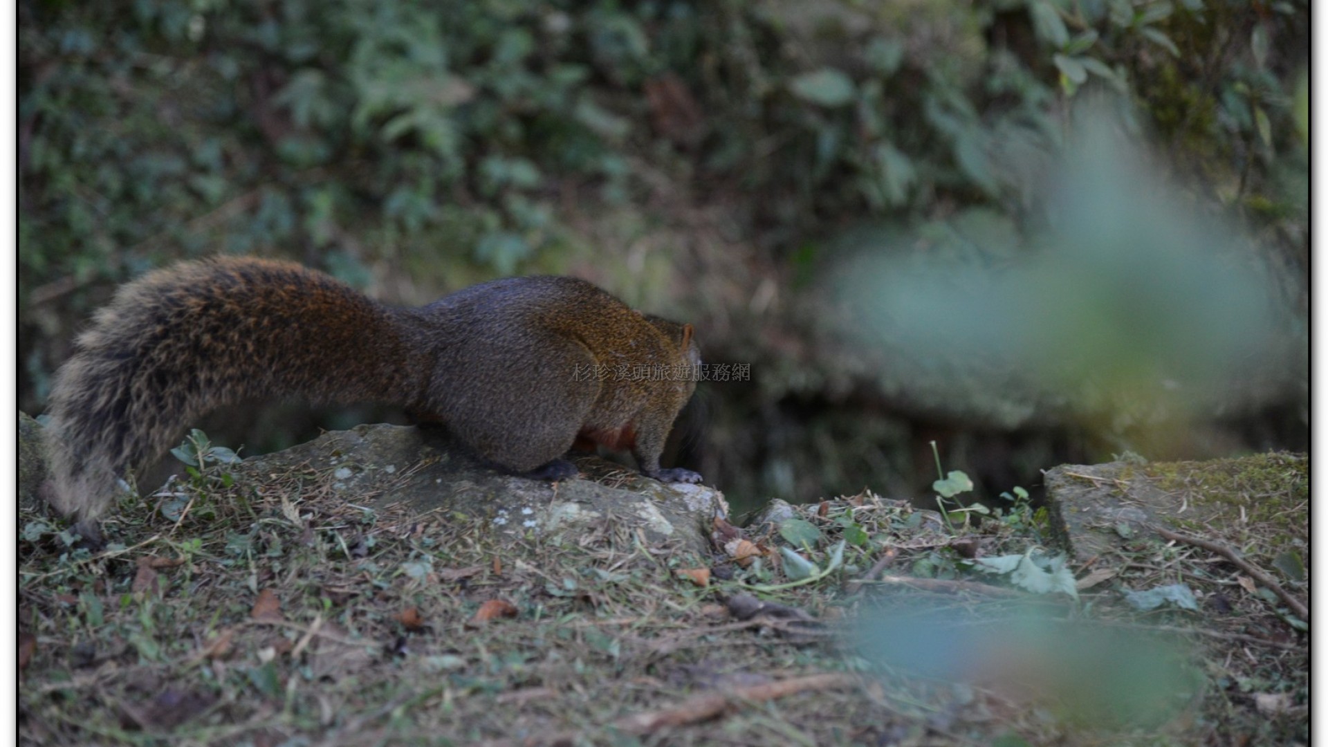 溪頭旅遊景點-神木
