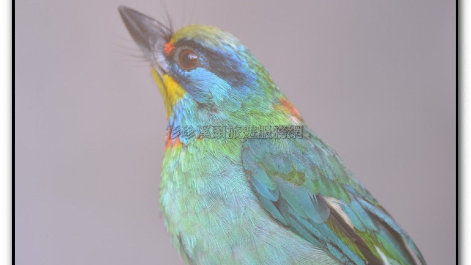 鳳凰谷鳥園-鹿谷旅遊景點