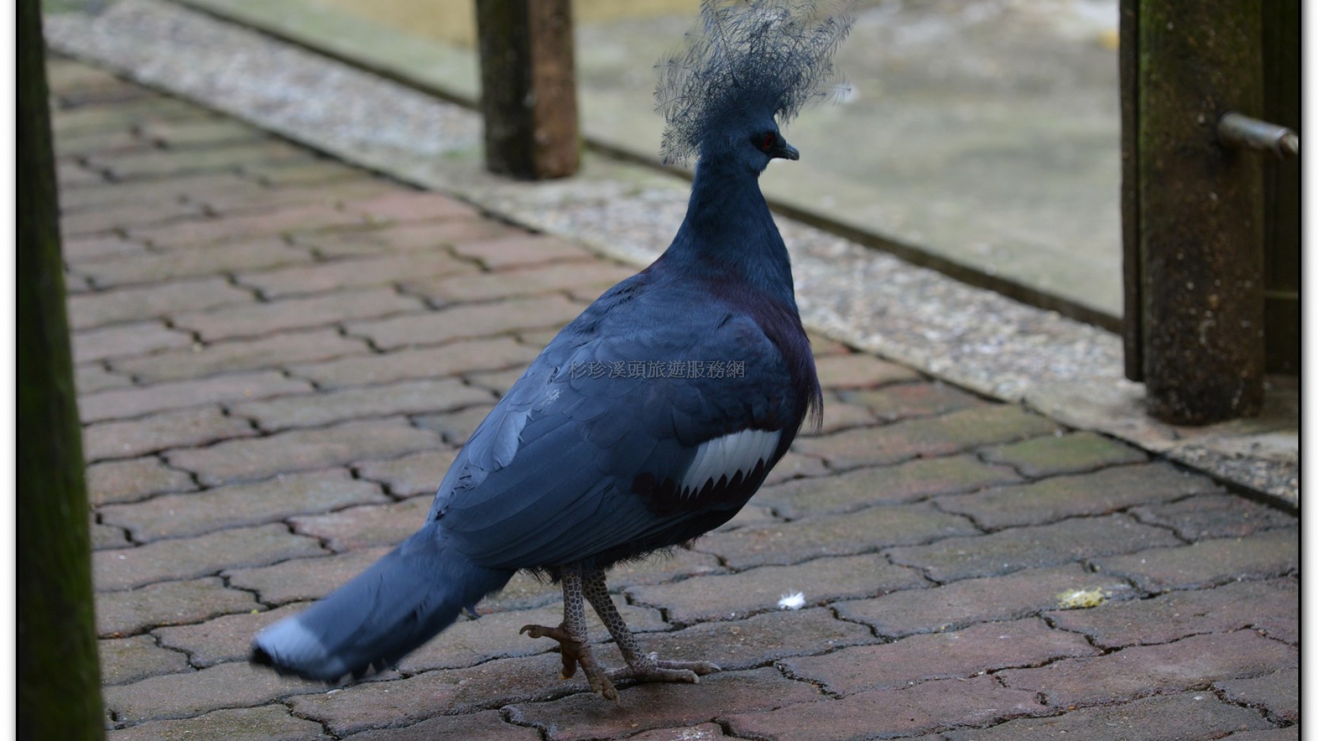 鳳凰谷鳥園-鹿谷旅遊景點