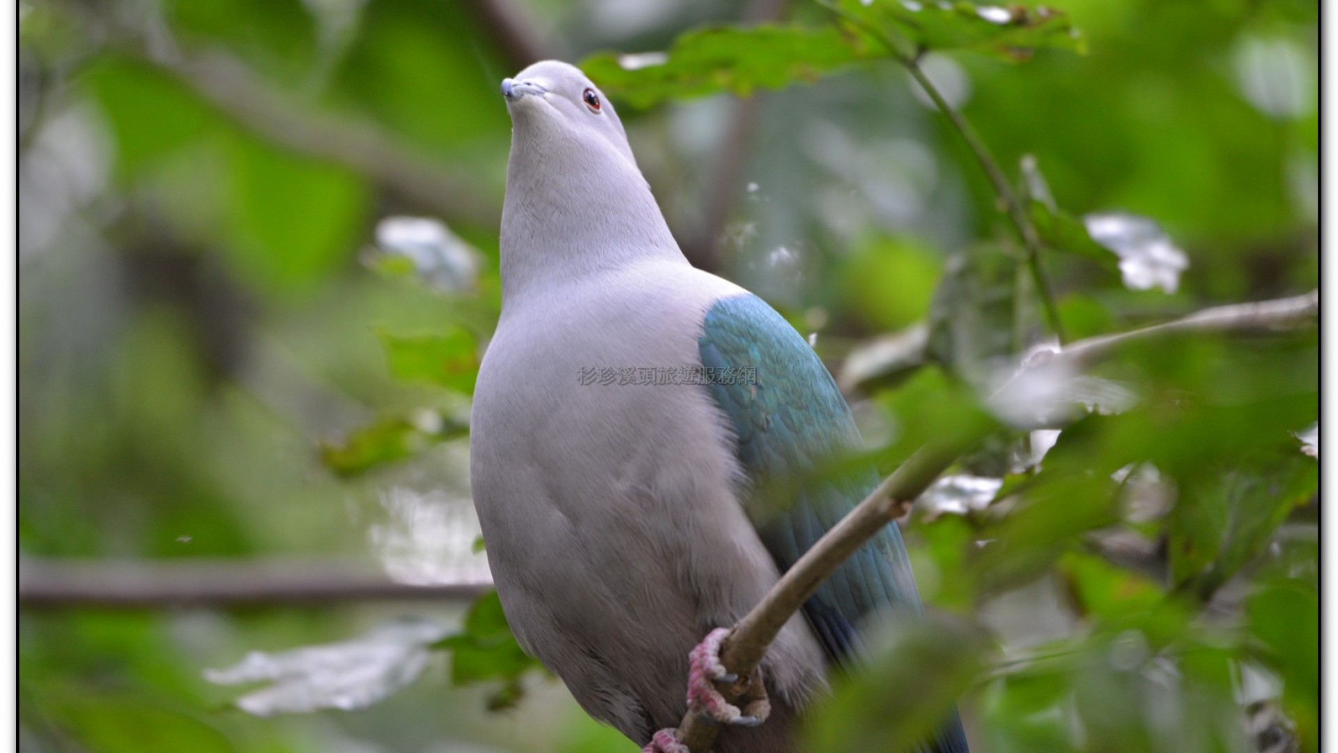 鳳凰谷鳥園-鹿谷旅遊景點