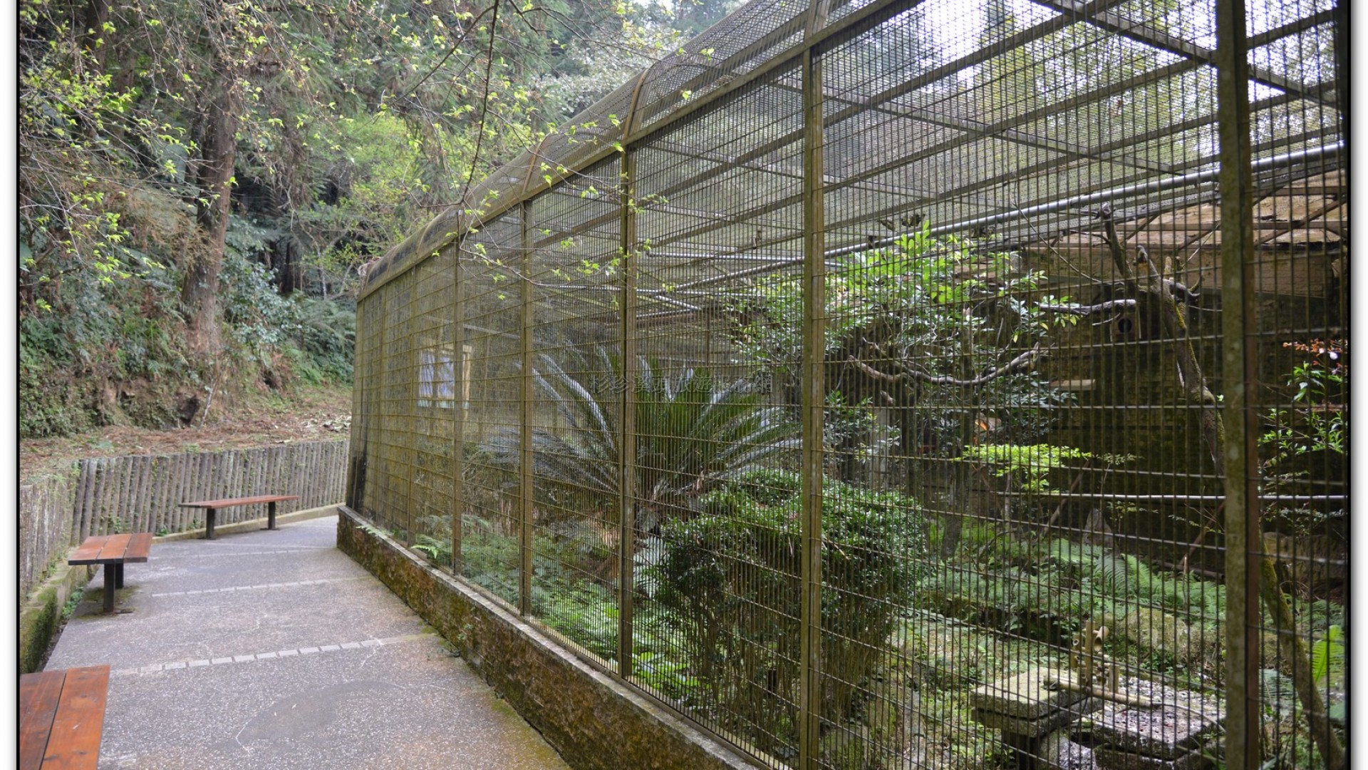 鳳凰谷鳥園-鹿谷旅遊景點
