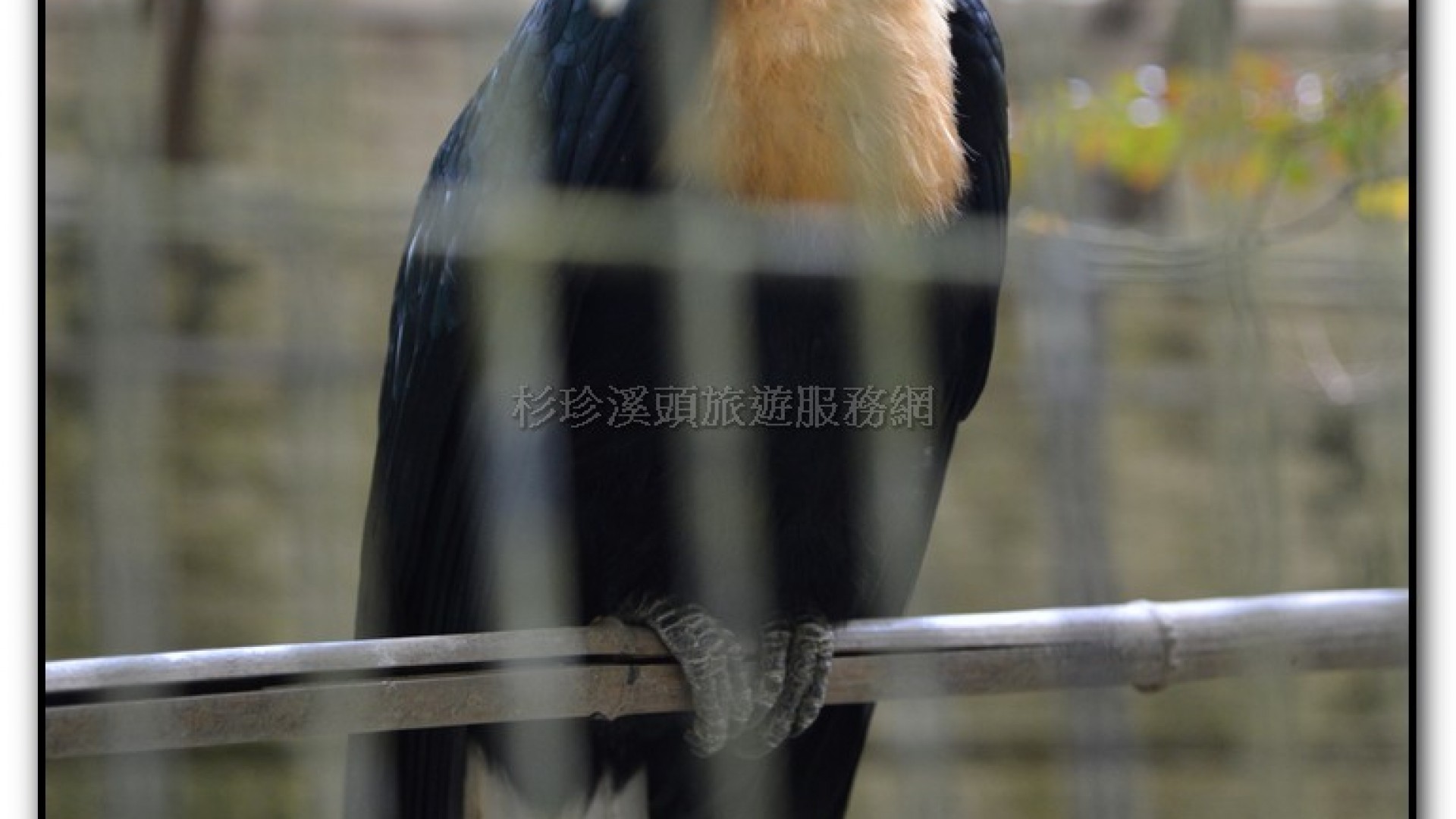 鳳凰谷鳥園-鹿谷旅遊景點