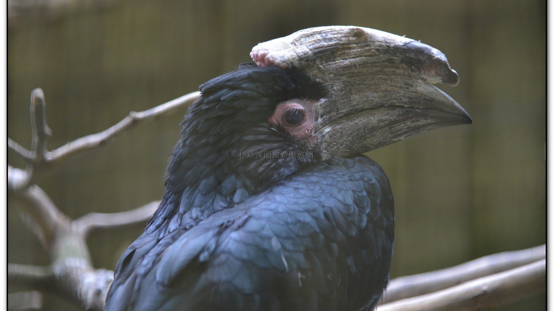 鳳凰谷鳥園-鹿谷旅遊景點