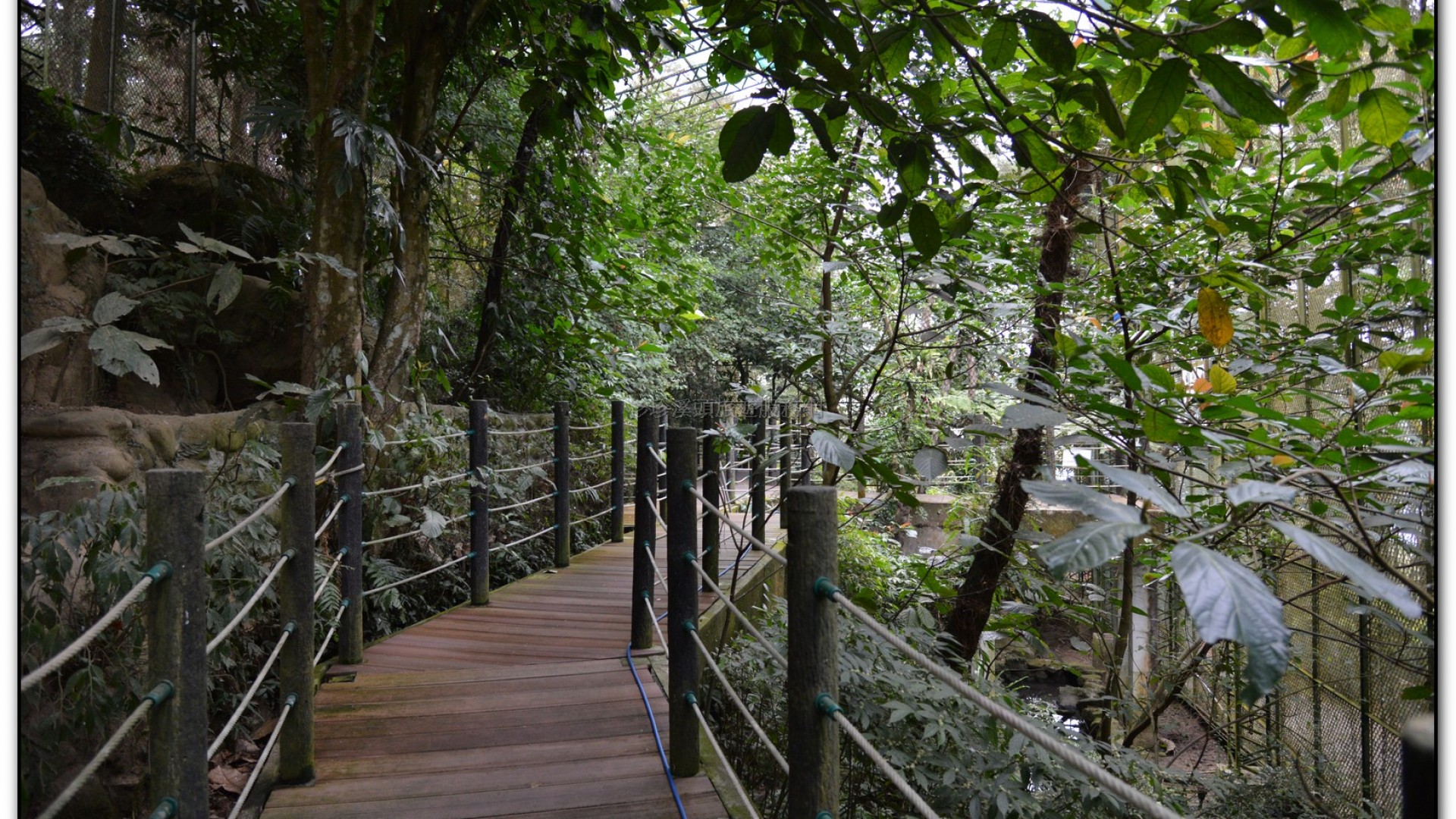 鳳凰谷鳥園-鹿谷旅遊景點