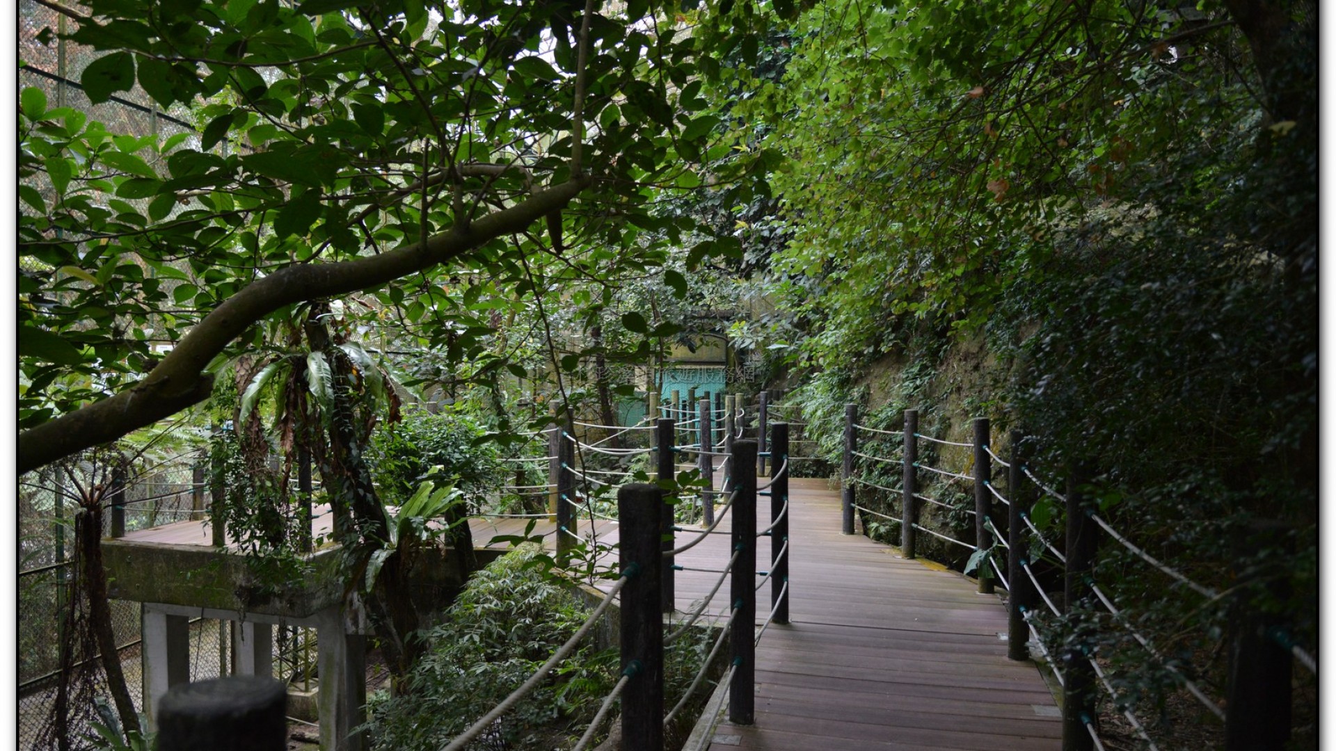 鳳凰谷鳥園-鹿谷旅遊景點