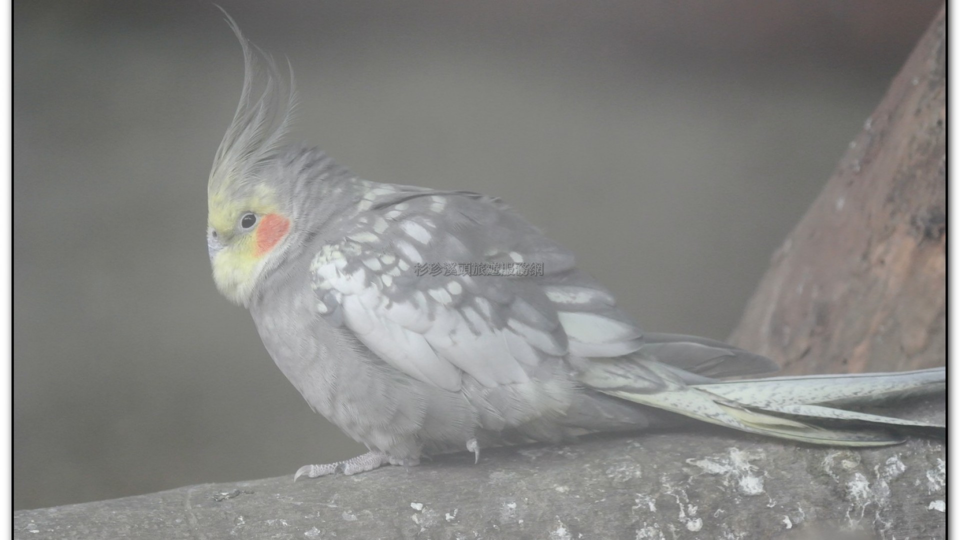 鳳凰谷鳥園-鹿谷旅遊景點