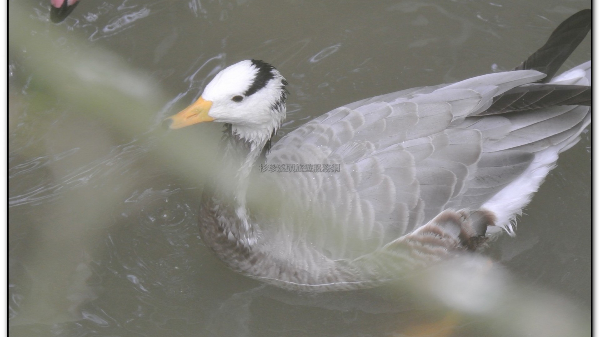 鳳凰谷鳥園-鹿谷旅遊景點